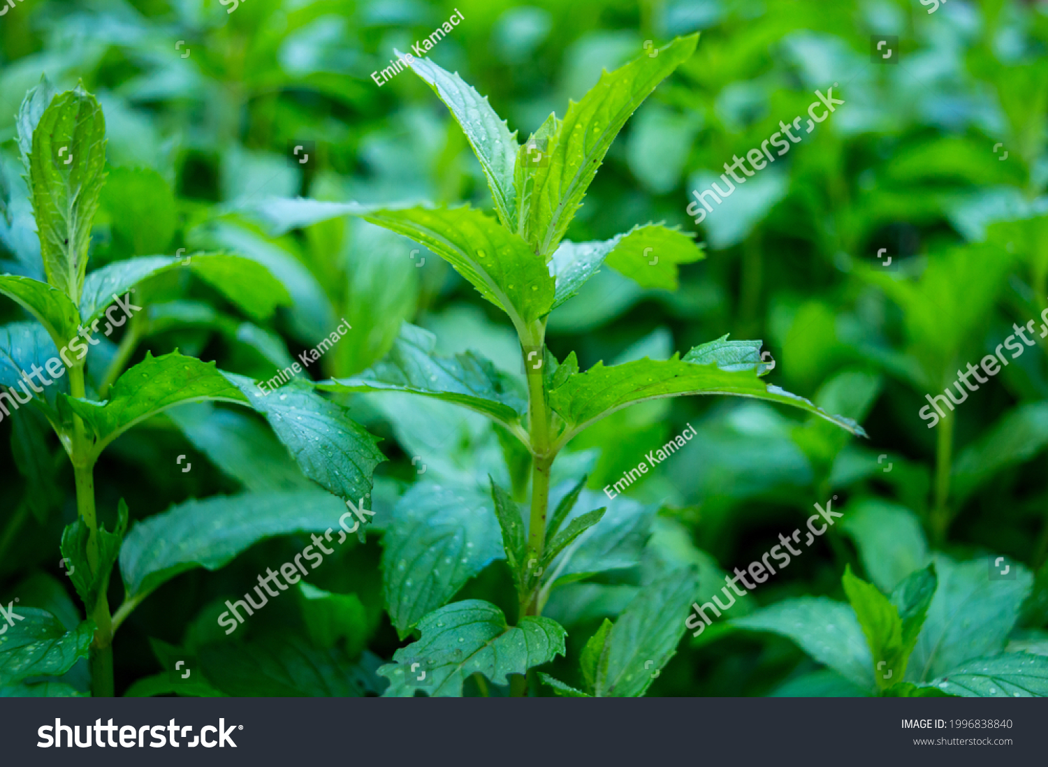 Wild mint Images, Stock Photos & Vectors | Shutterstock