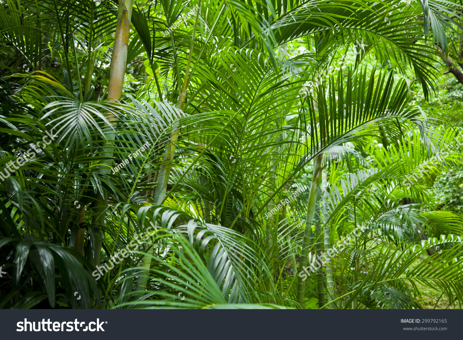 Lush Tropical Green Jungle Background Stock Photo (Edit Now) 299792165