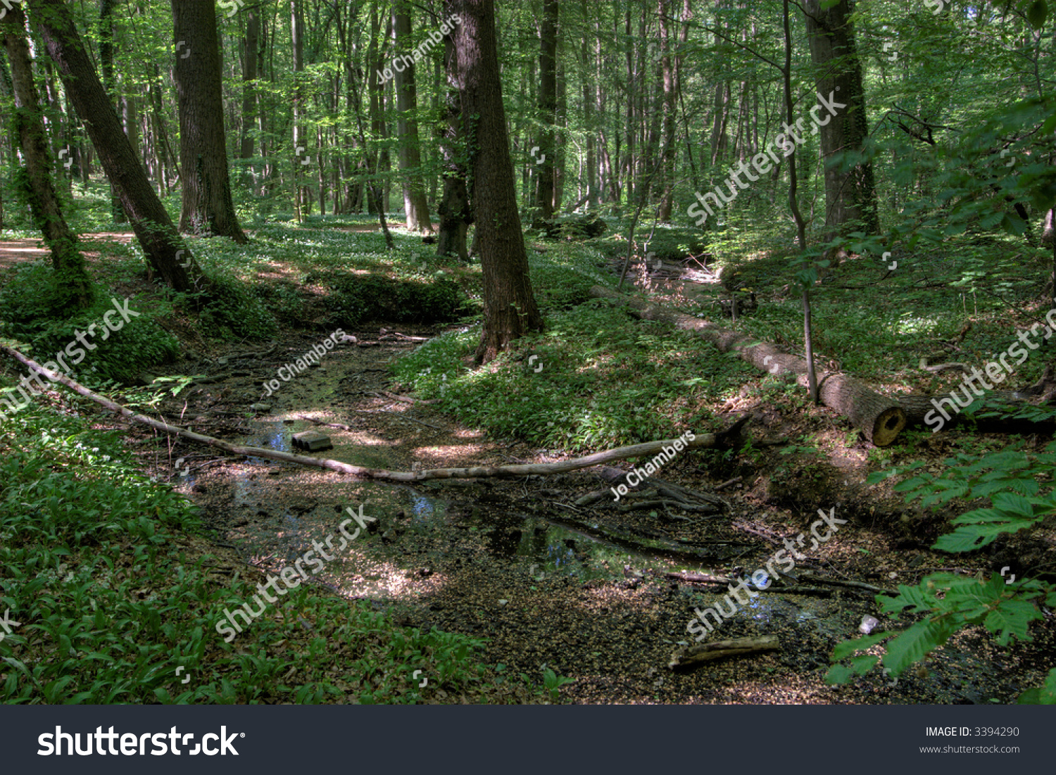 Lush Undergrowth In The Frankfurt City Forest Stock Photo 3394290 ...