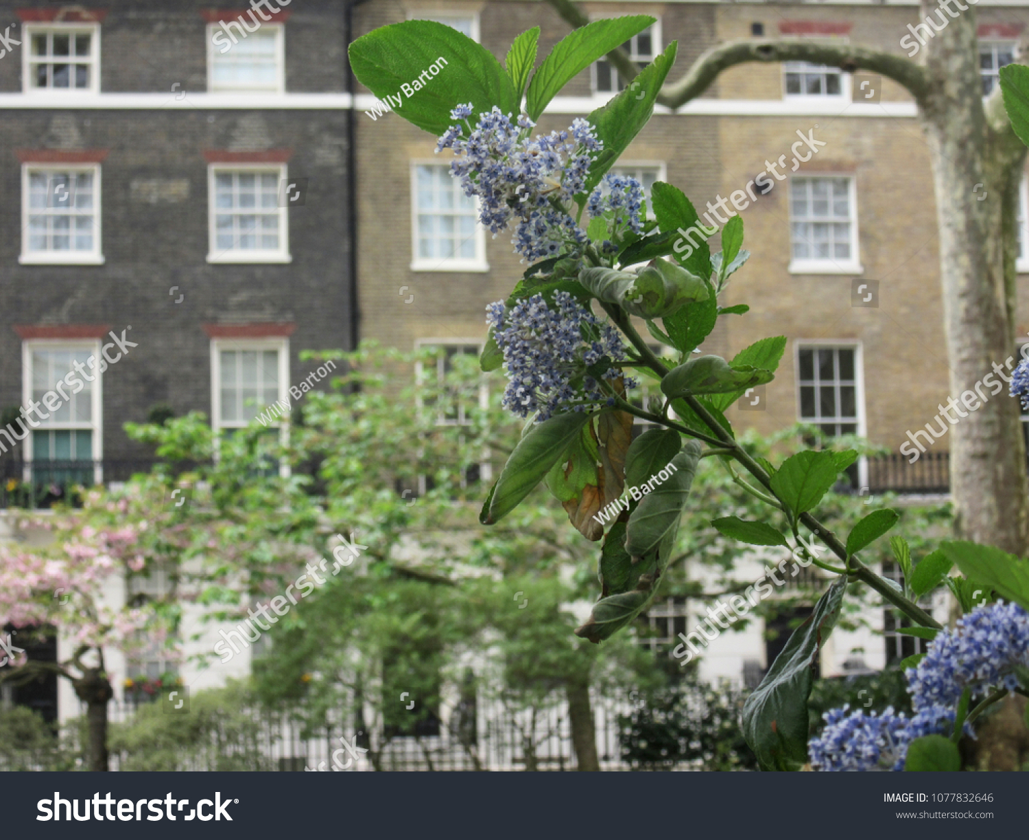 Luxury London Townhouses Bright Spring Gardens Stock Photo Edit