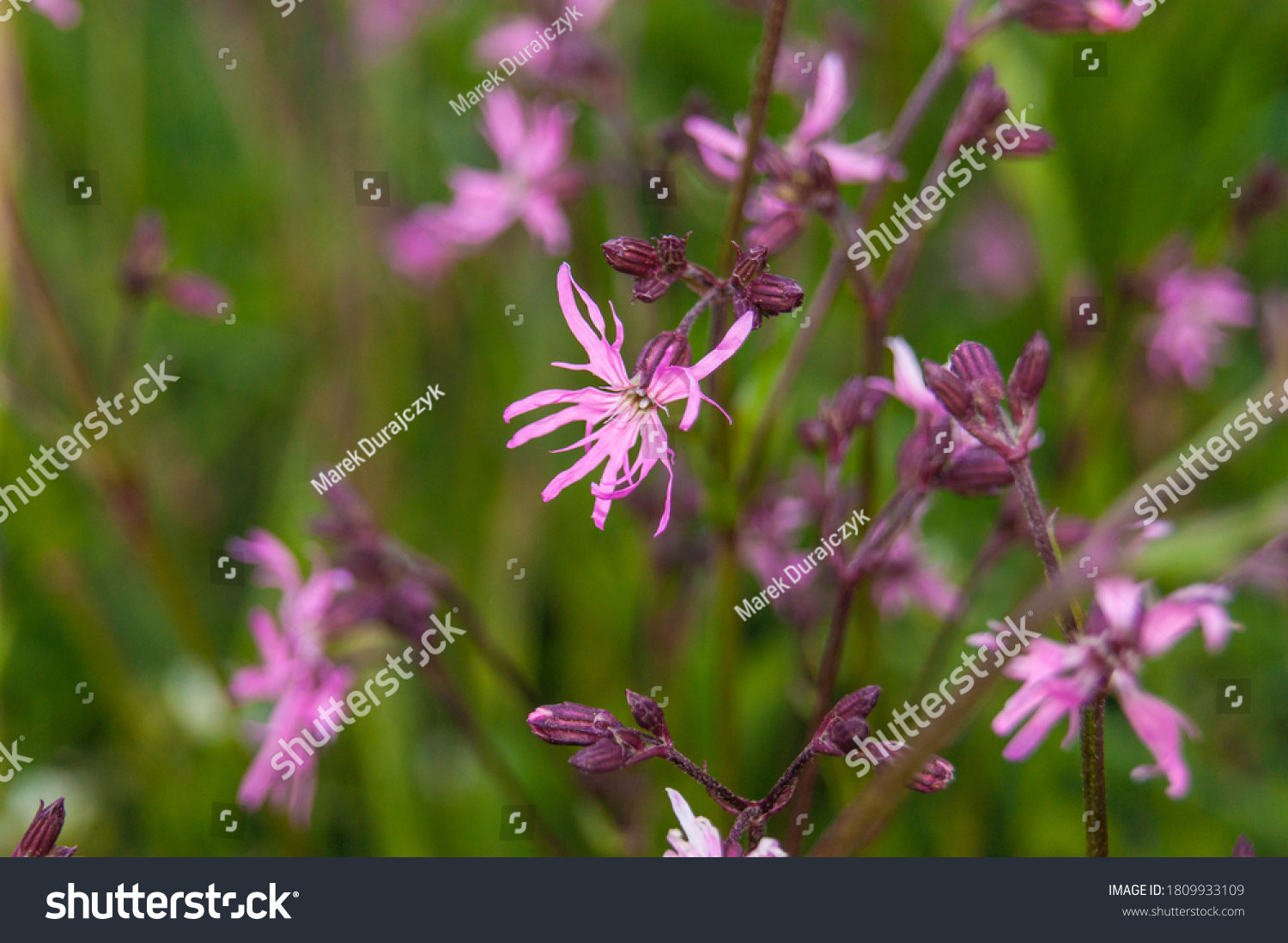 Lychnis Flos Cuculi 图片 库存照片和矢量图 Shutterstock