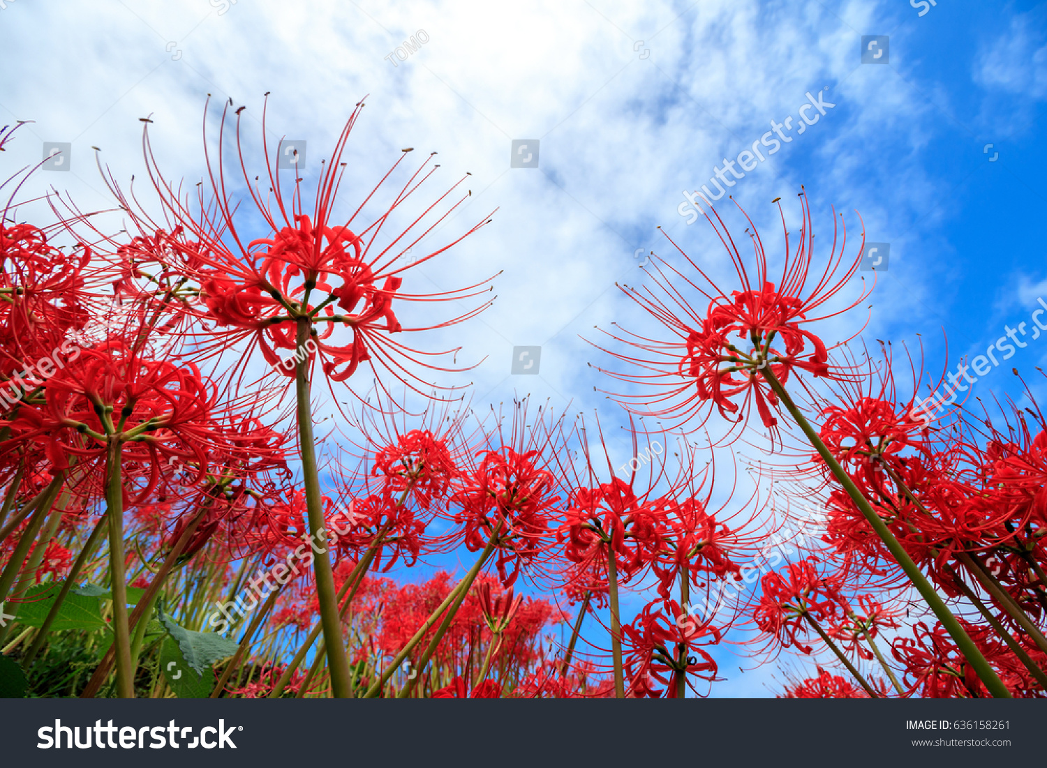 Lycoris Radiata Stock Photo 636158261 | Shutterstock