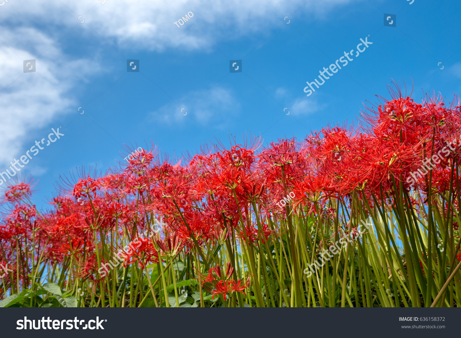 Lycoris Radiata Stock Photo 636158372 | Shutterstock