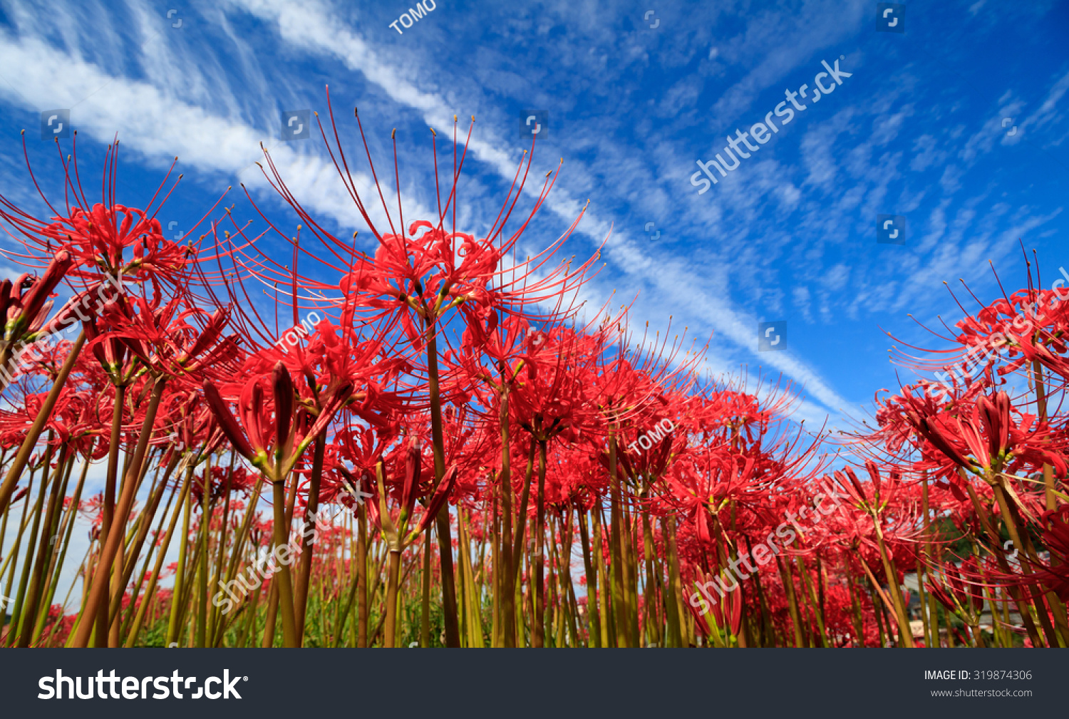 Lycoris Radiata Blue Sky Stock Photo 319874306 | Shutterstock