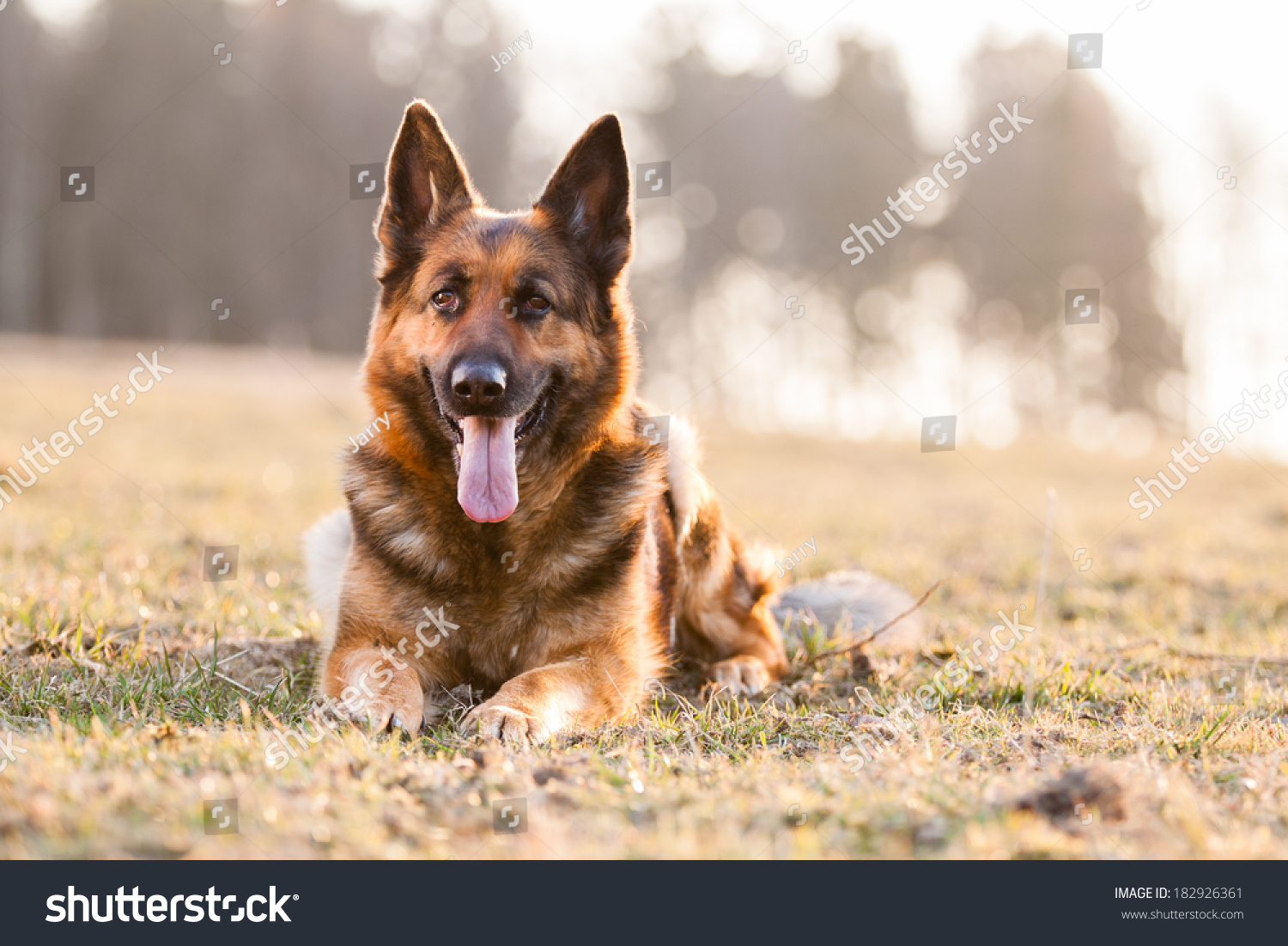 Lying German Shepherd Dog On Grass In Sunset Stock Photo 182926361 ...