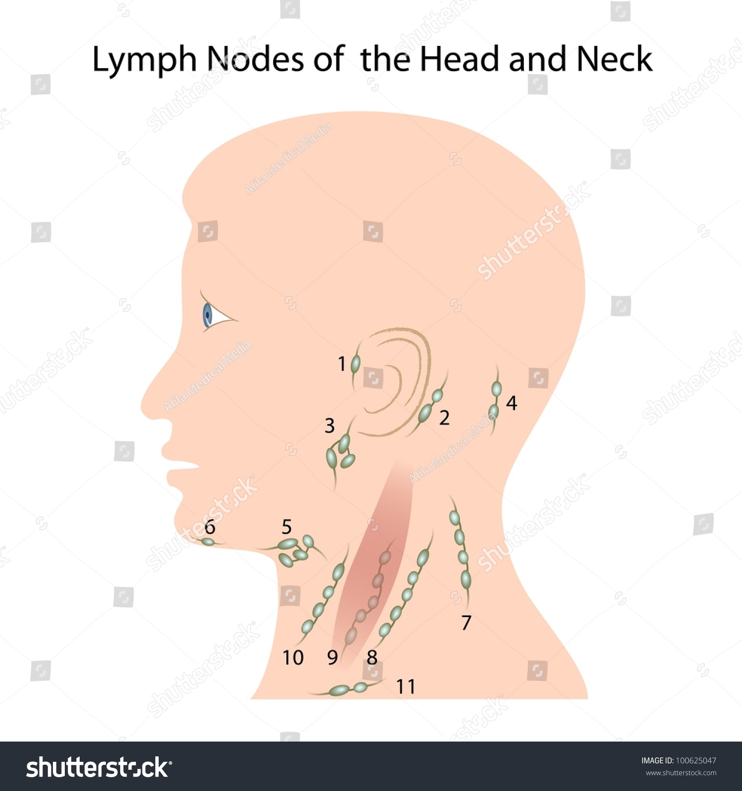 Lymph Nodes Head Neck Stock Illustration 100625047 Shutterstock
