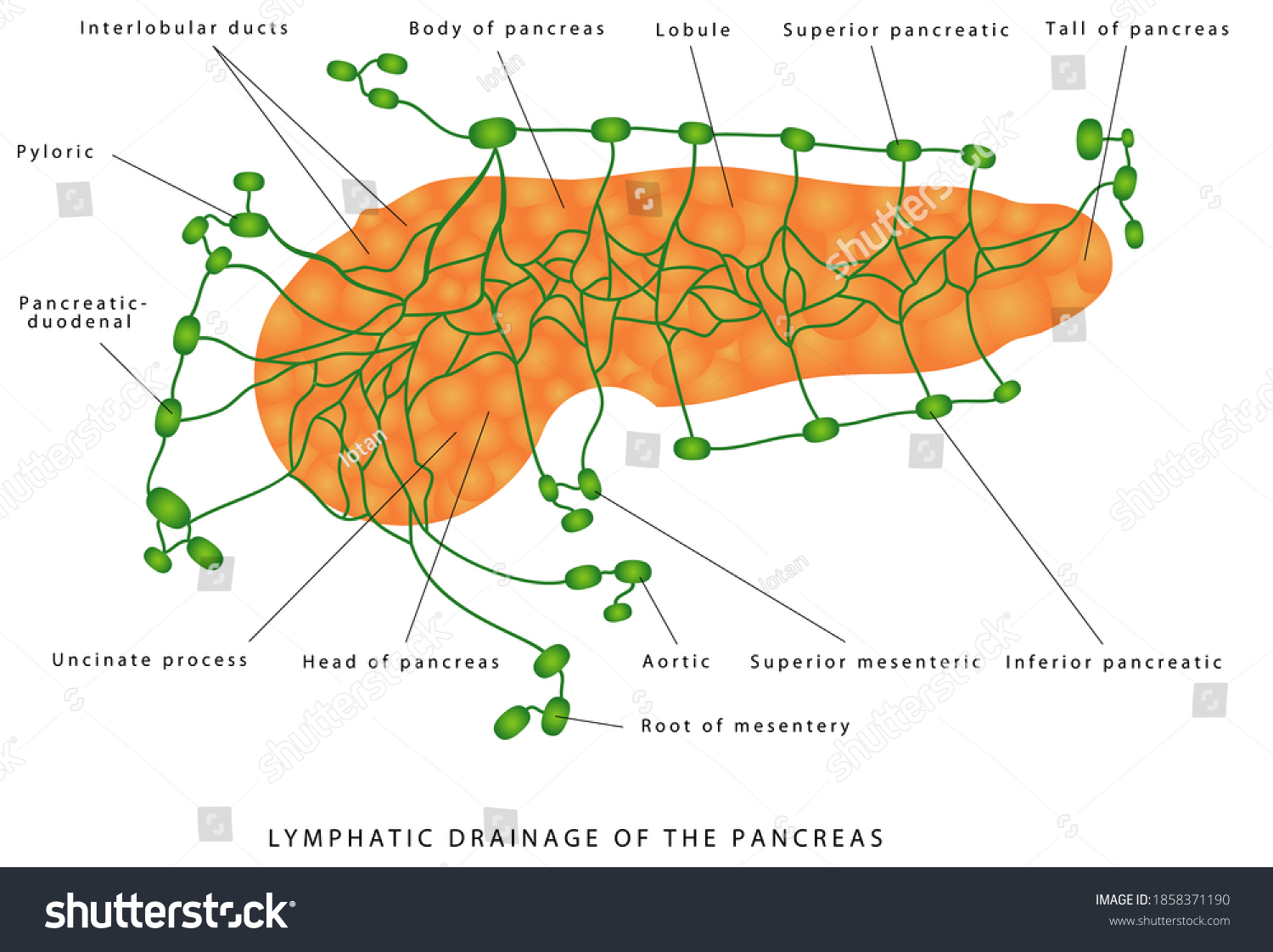 Ilustrasi Stok Lymphatic Drainage Pancreas Anatomy Histology Pancreas 1858371190 Shutterstock