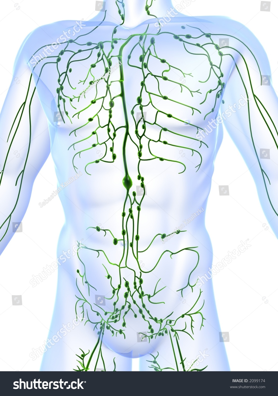 Lymphatic System Stock Photo 2099174 : Shutterstock