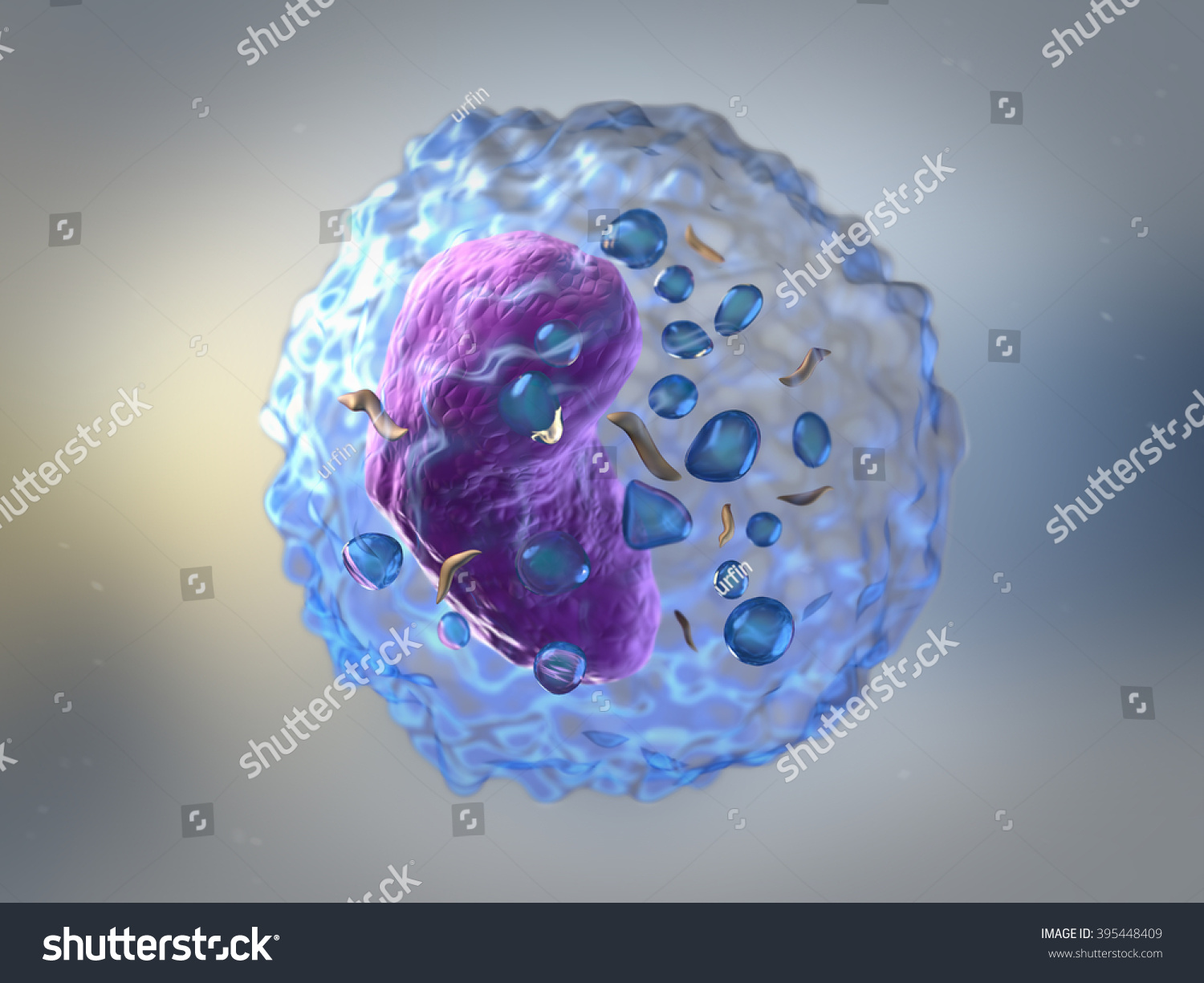 Lymphocytes White Blood Cells Leucocytes Human Stock Illustration ...