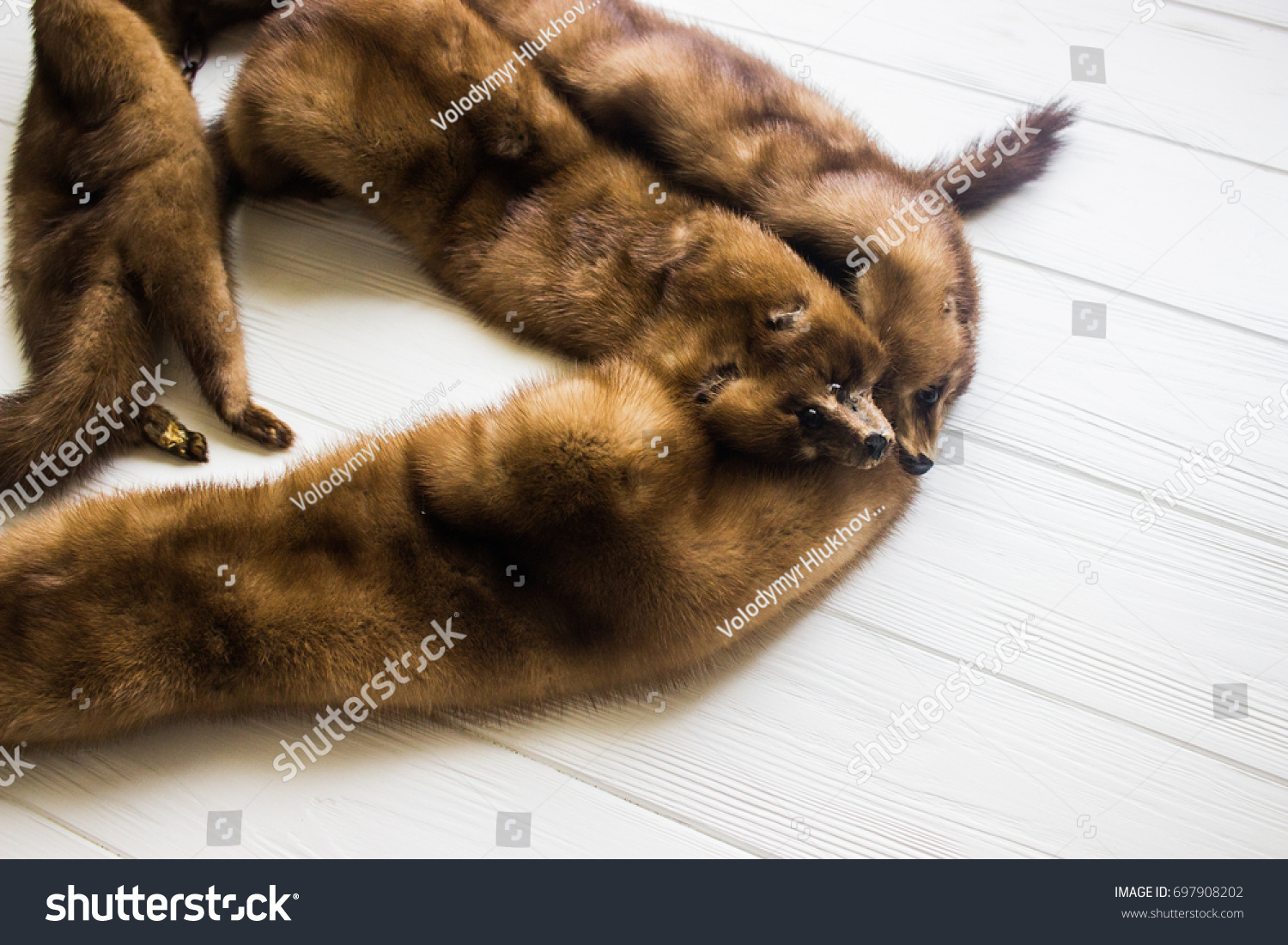 Lynx Fur Dead Sable Fur Marten Stock Photo 697908202 - Shutterstock for Lynx Pelt
186ref Lynx Fur Dead Sable Fur Marten Stock Photo 697908202 - Shutterstock for Lynx Pelt
186ref