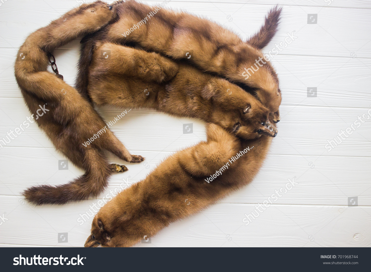 Lynx Fur Dead Sable Fur Marten Stock Photo 701968744 - Shutterstock for Lynx Pelt
28cpg Lynx Fur Dead Sable Fur Marten Stock Photo 701968744 - Shutterstock for Lynx Pelt
28cpg