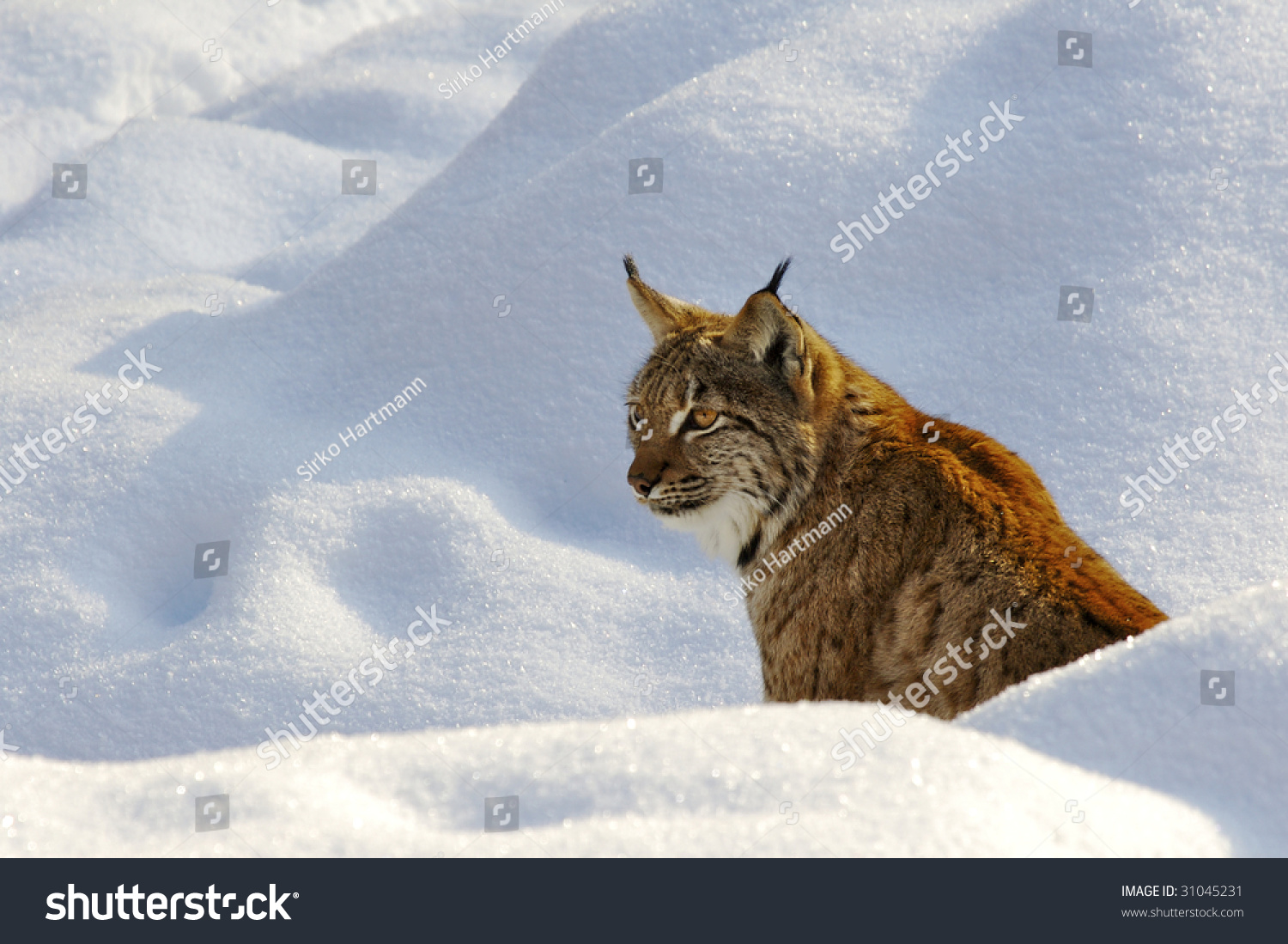 Lynx In Snow Stock Photo 31045231 : Shutterstock