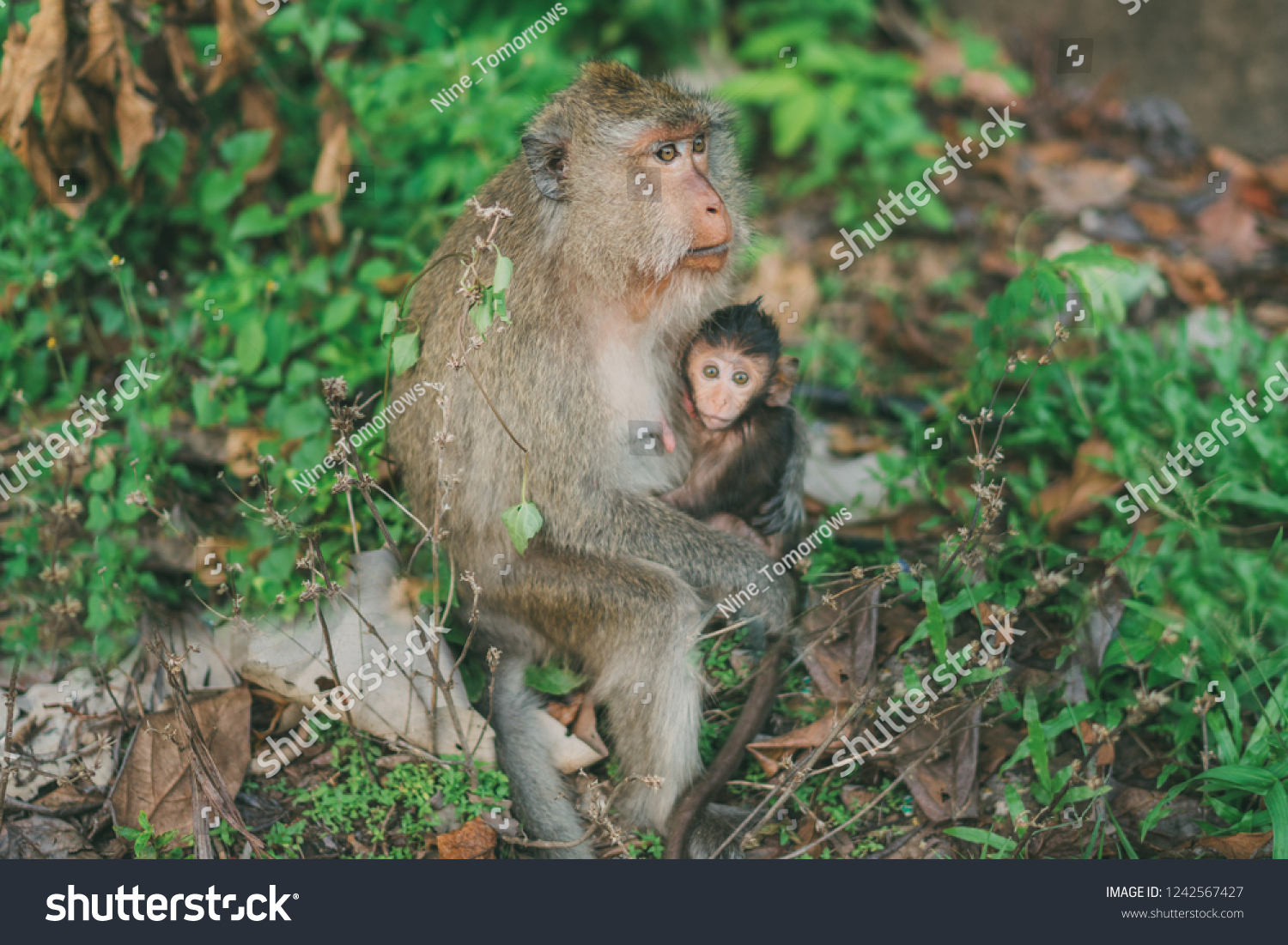 Macaque Monkey Cute Baby Wildlife Wallpaper Stock Photo Edit Now