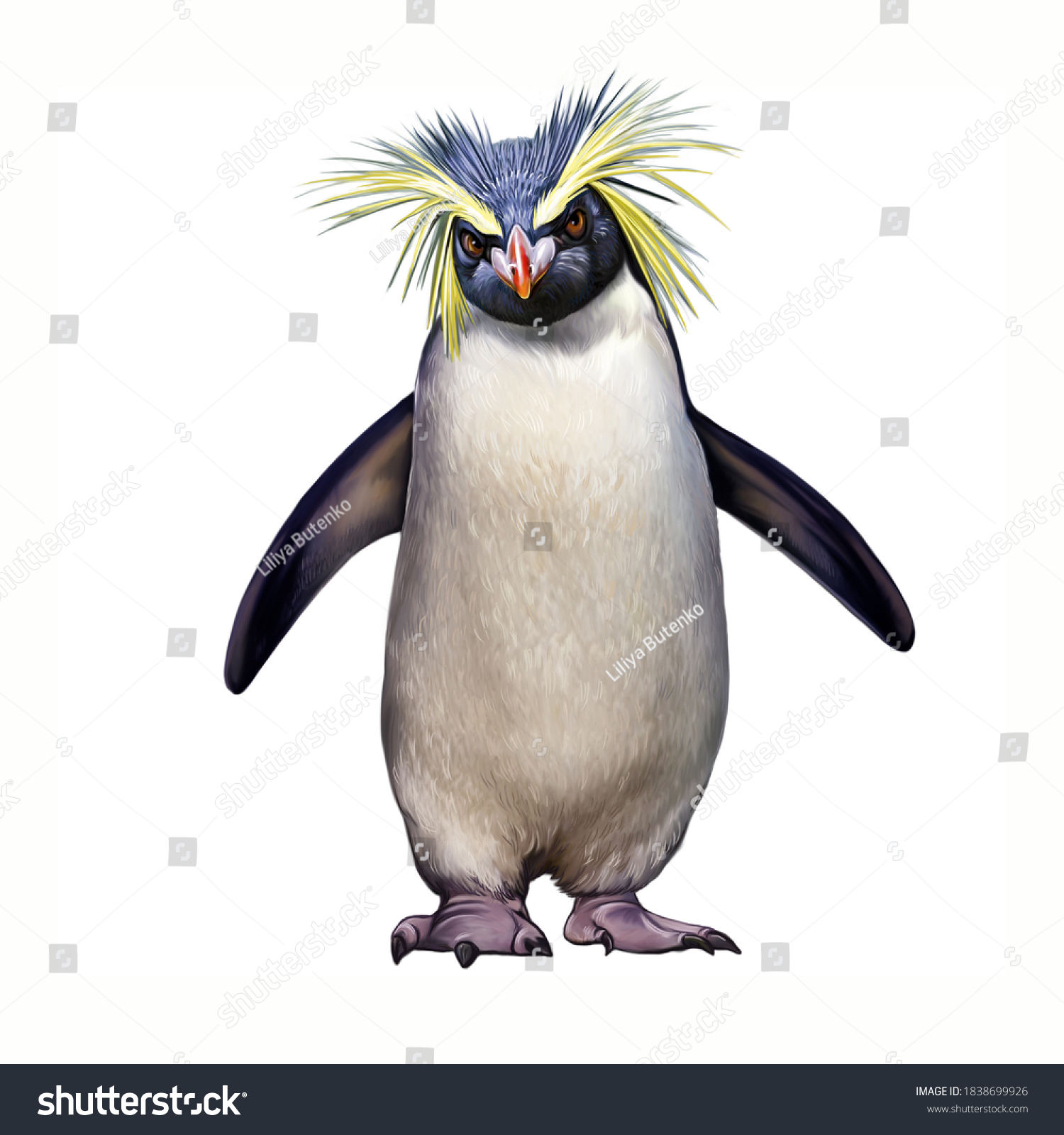 Macaroni Penguin Eudyptes Chrysolophus Realistic Drawing illustrazione