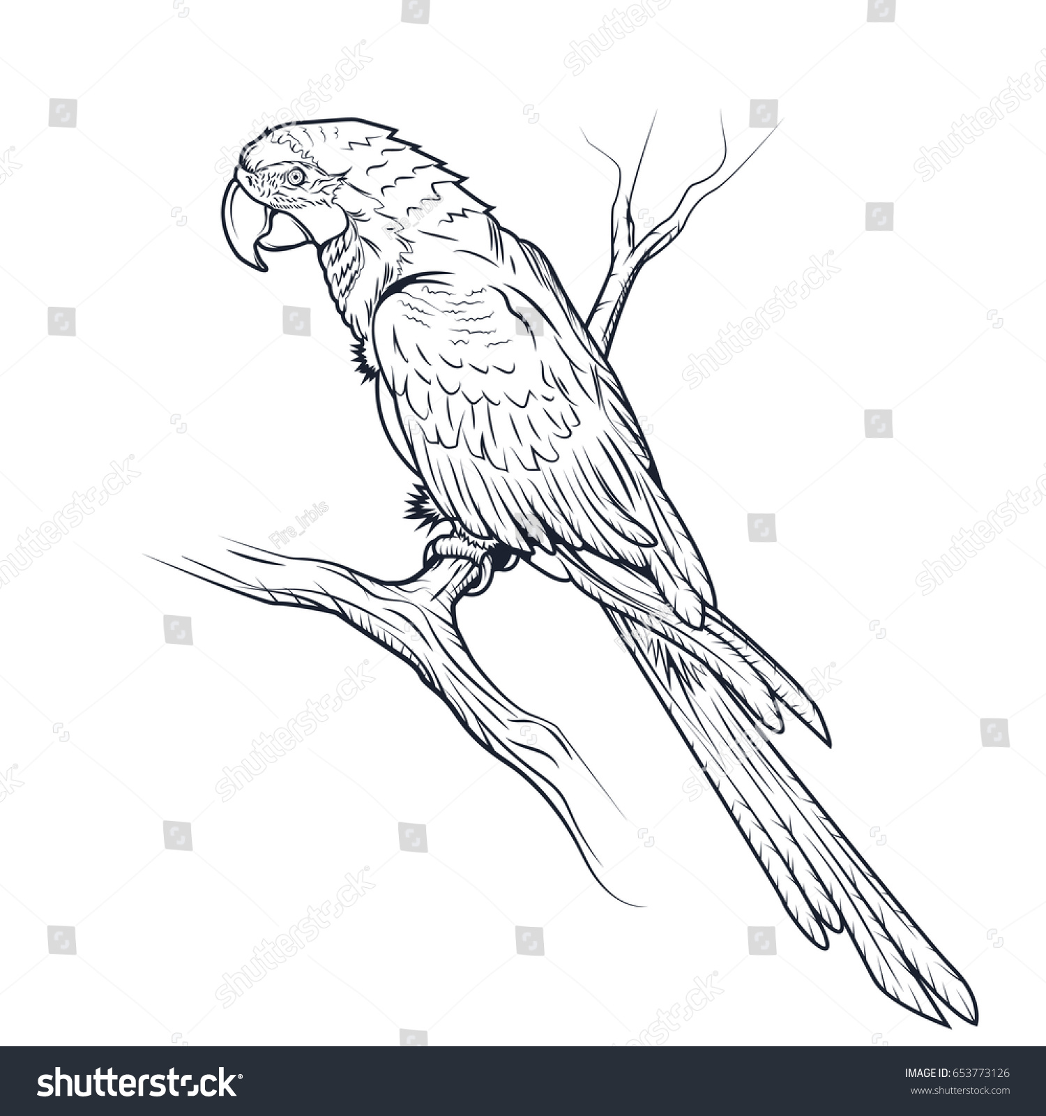 macaw parrot ara illustration coloring page
