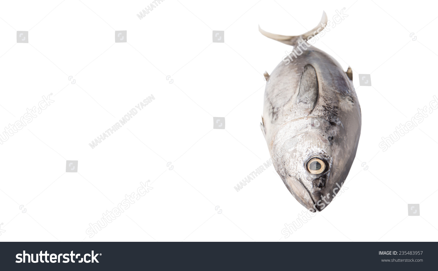 Mackerel Tuna Ikan Tongkol Over White Stock Photo Edit Now