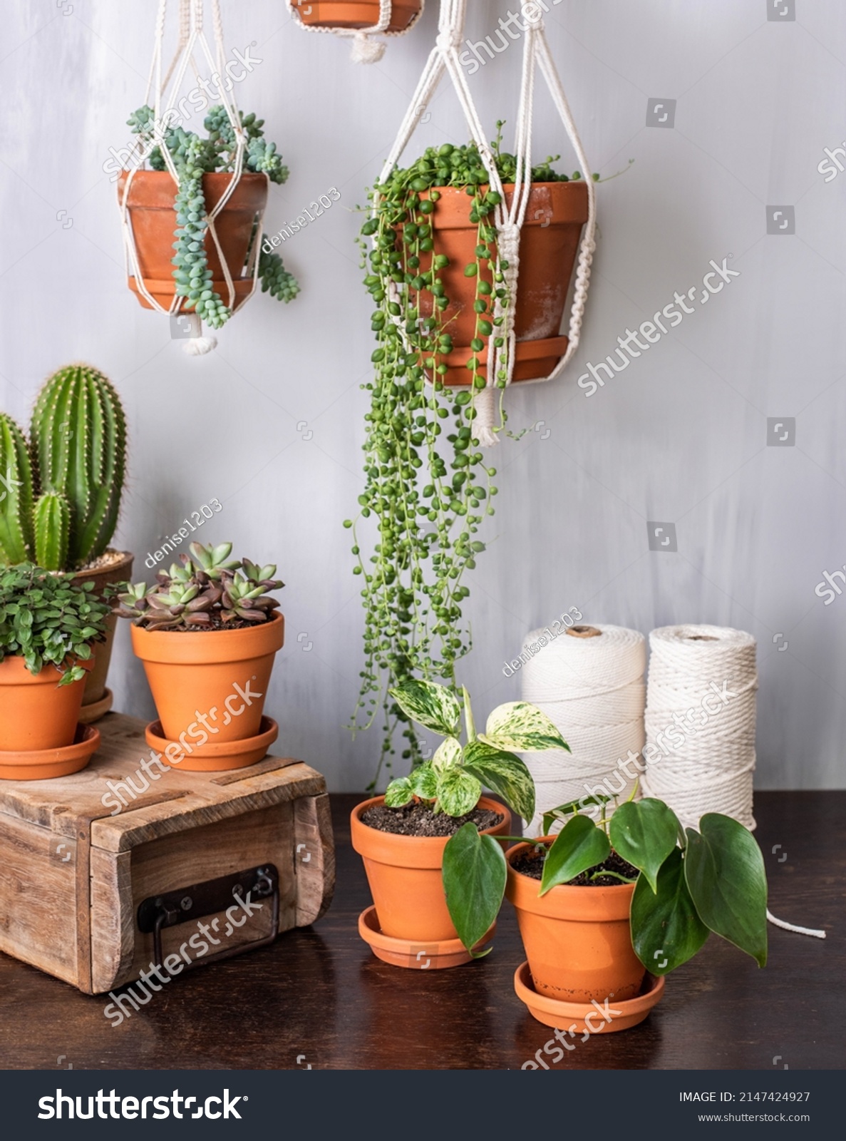 Hanging Basket Various Indoor Plants Urban Stock Photo 2147424927 