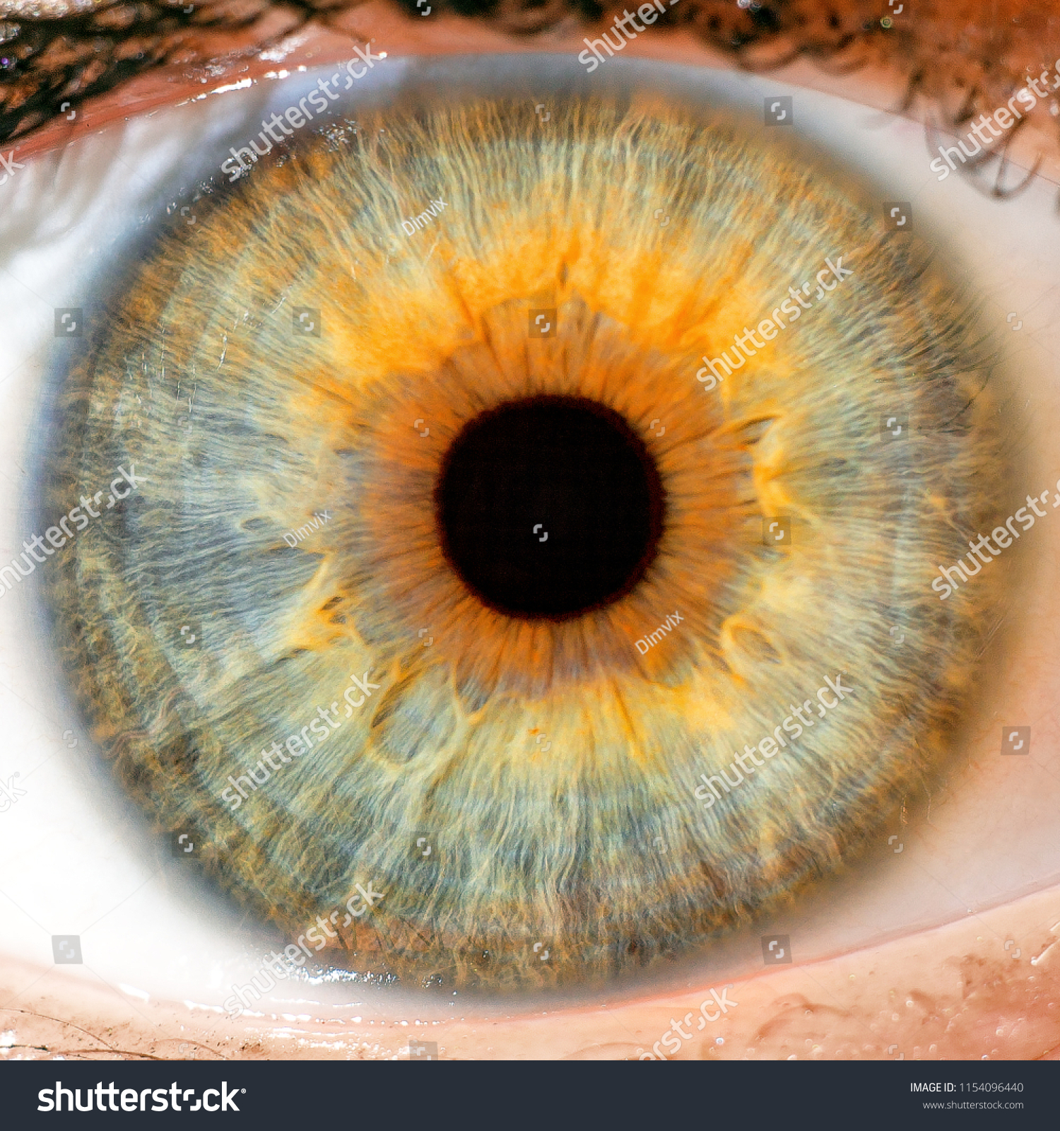 Download Macro Blue Yellow Eyes Iris Pupil The Arts Stock Image 1154096440 Yellowimages Mockups