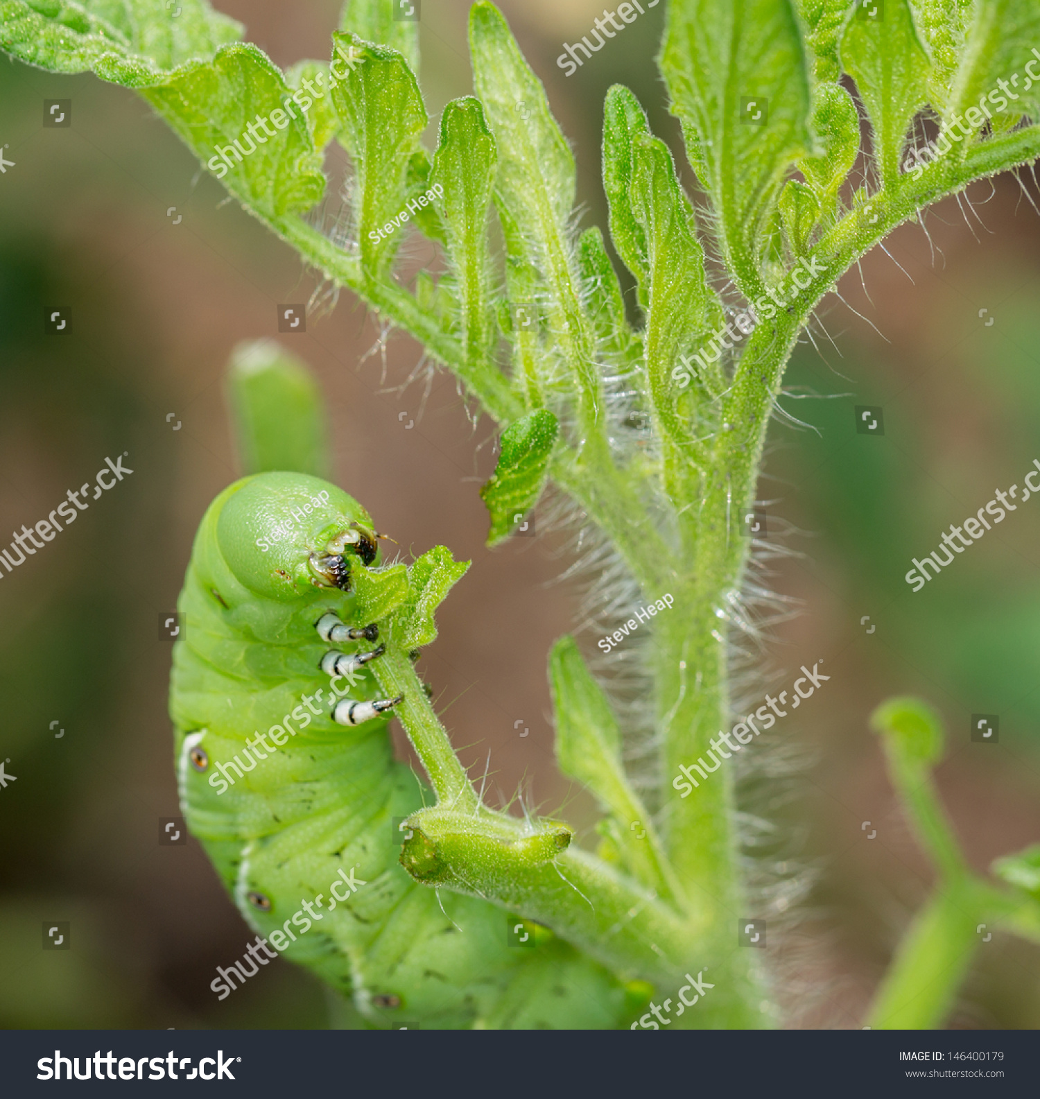 Macro Close Up Of Tomato Hornworm Caterpillar With Multiple Eye Spots ...