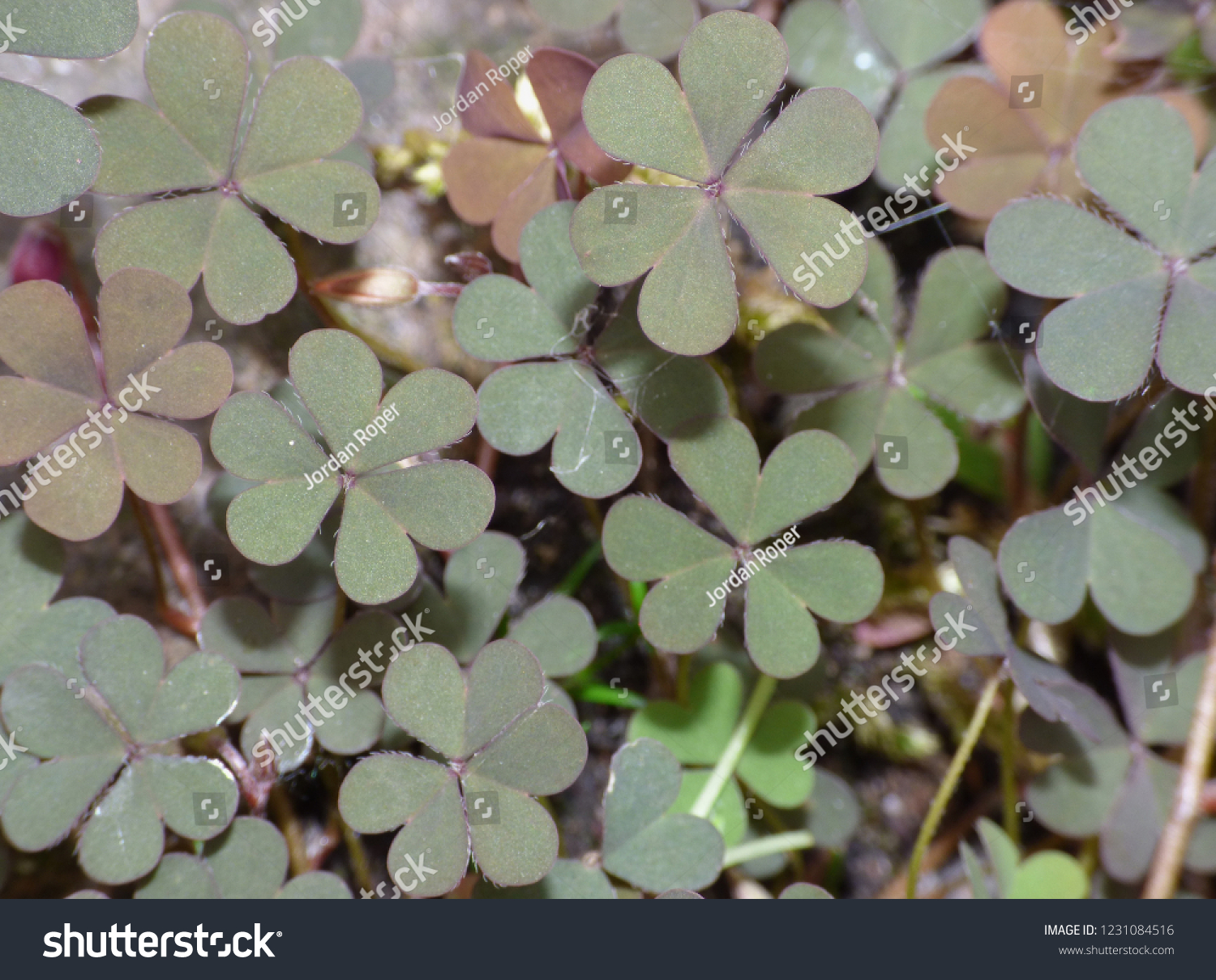 Macro Close Shot Creeping Woodsorrel Flower Stock Photo Edit Now