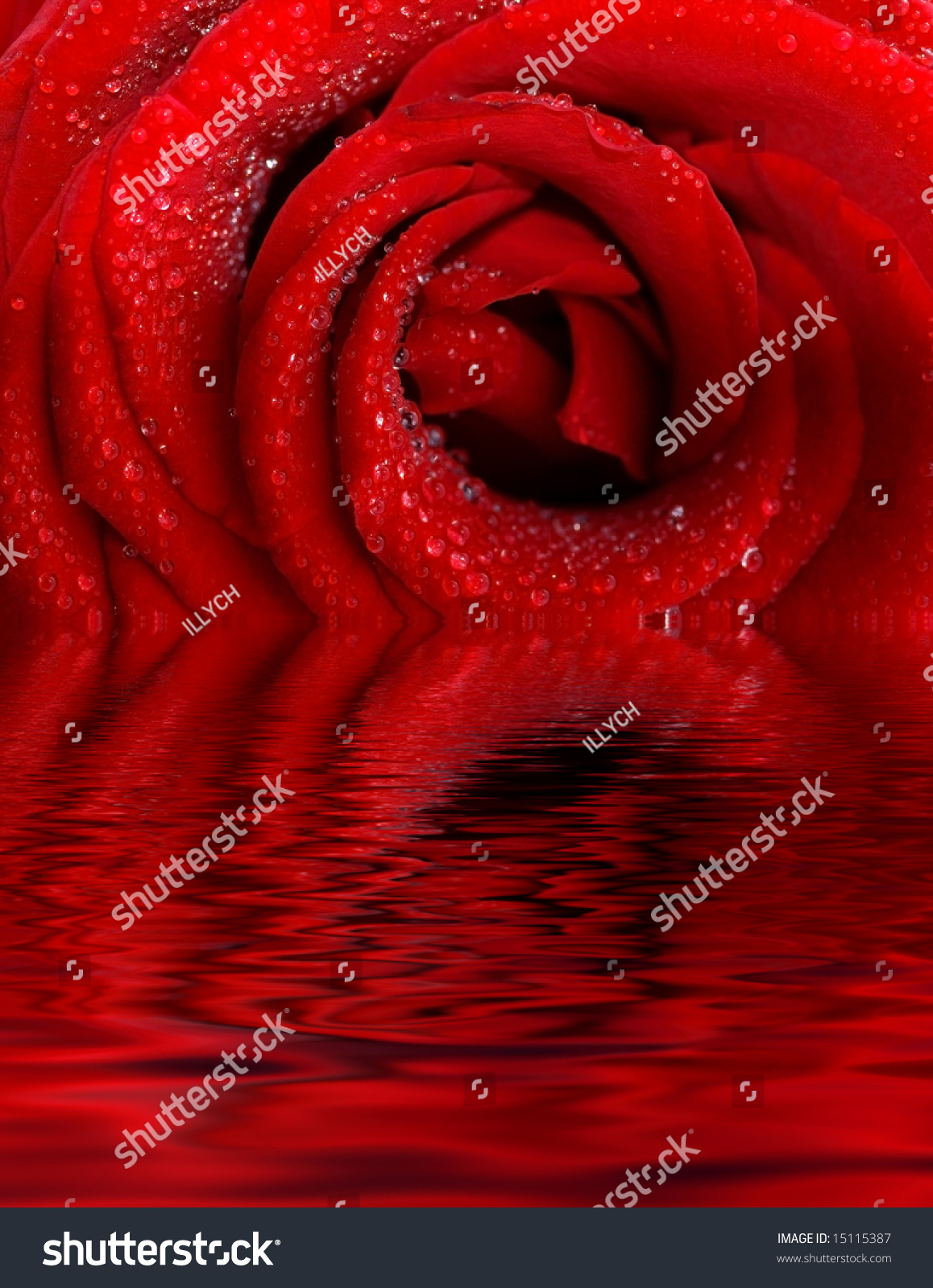 Macro Image Of Dark Red Rose With Water Droplets In Reflection Of Water ...