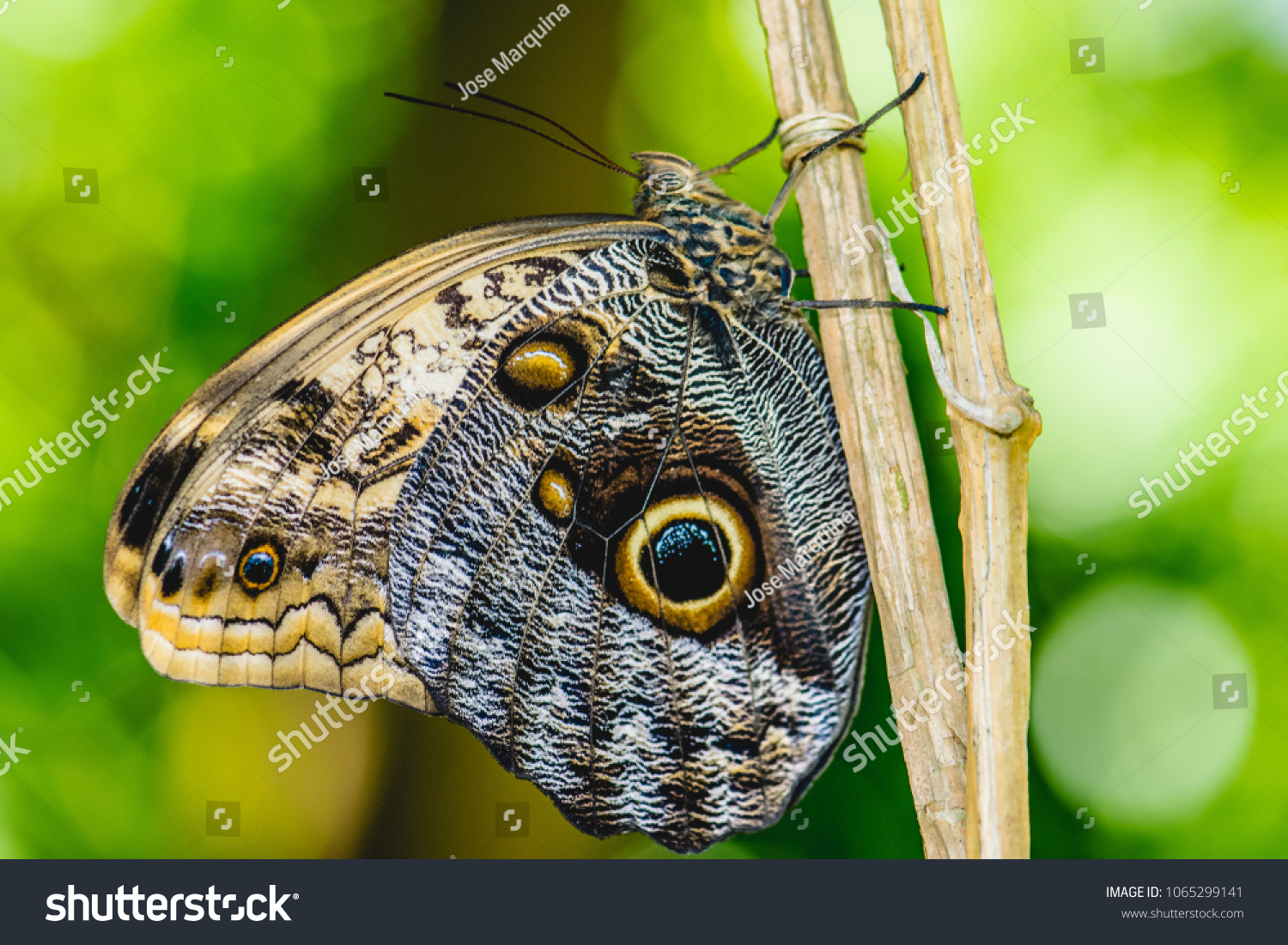 Butterflies On A Stick