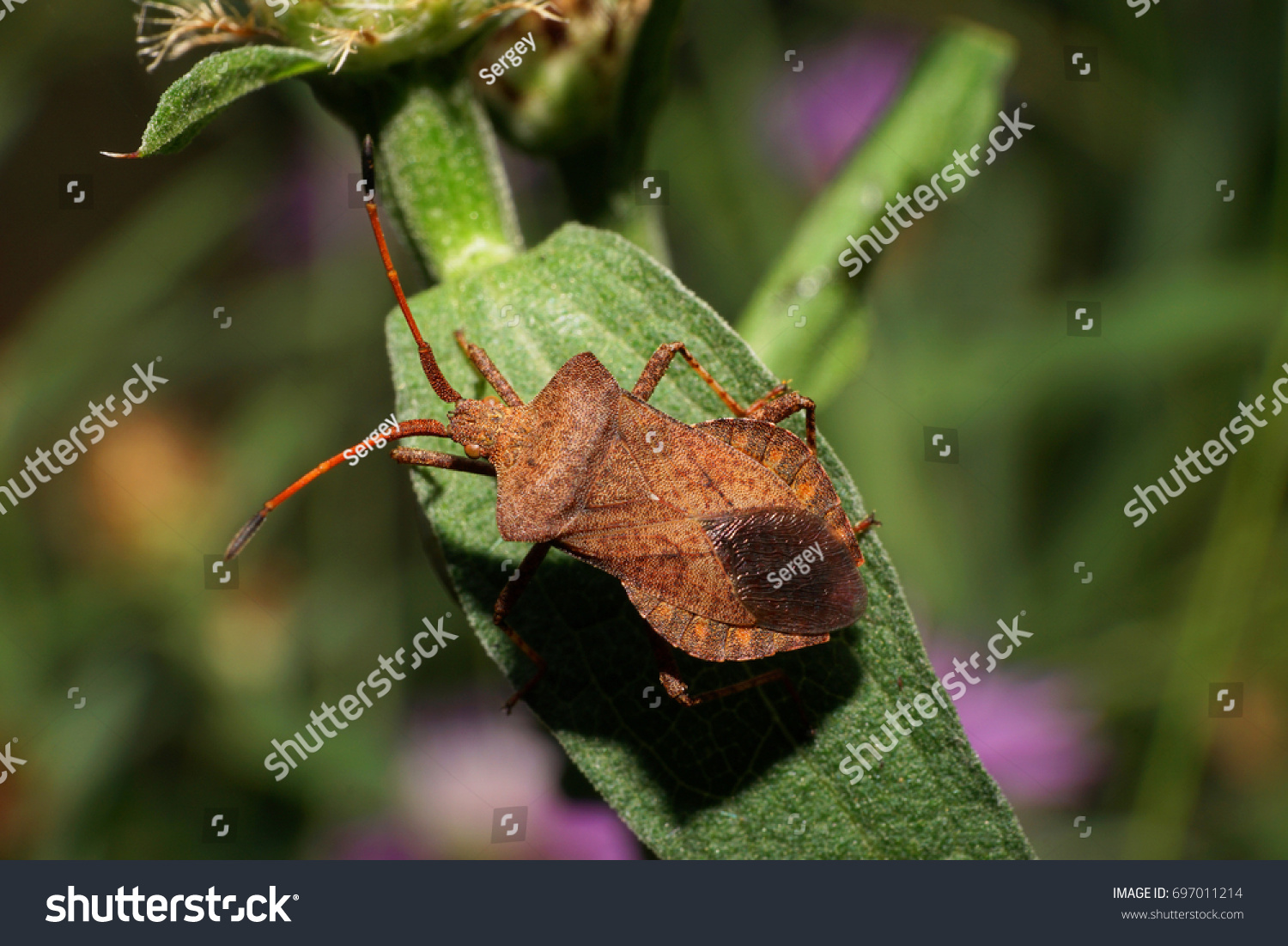 4,448 Berry bug Images, Stock Photos & Vectors | Shutterstock