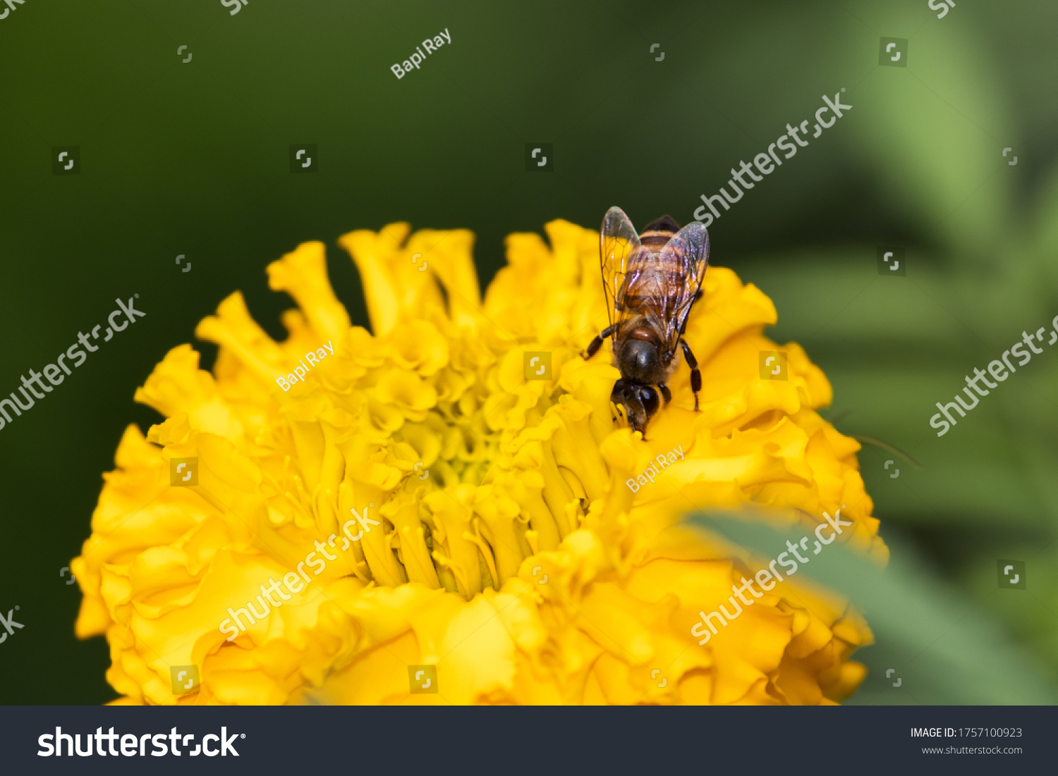 Apis Cerana Indica Honey Bee Stock Photo 1628120368 | Shutterstock