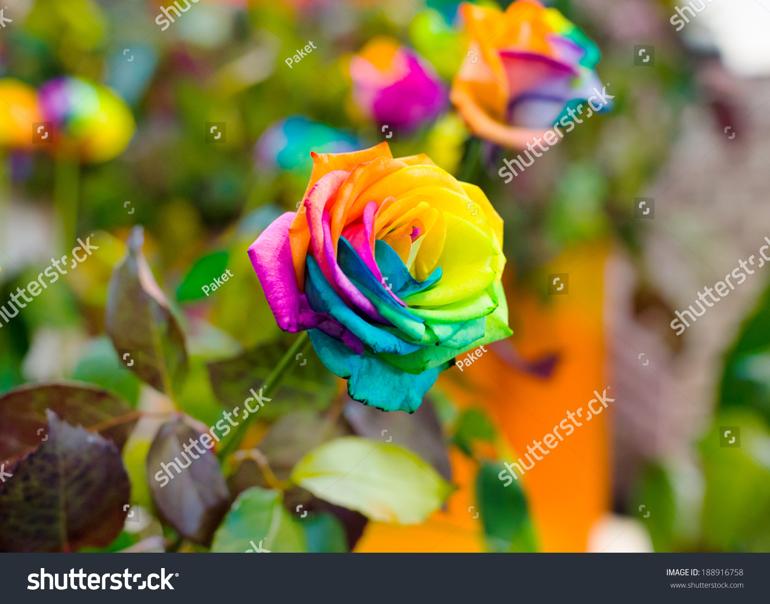 Macro Rainbow Roses Multi Colored Petals Stock Photo 188916758 ...