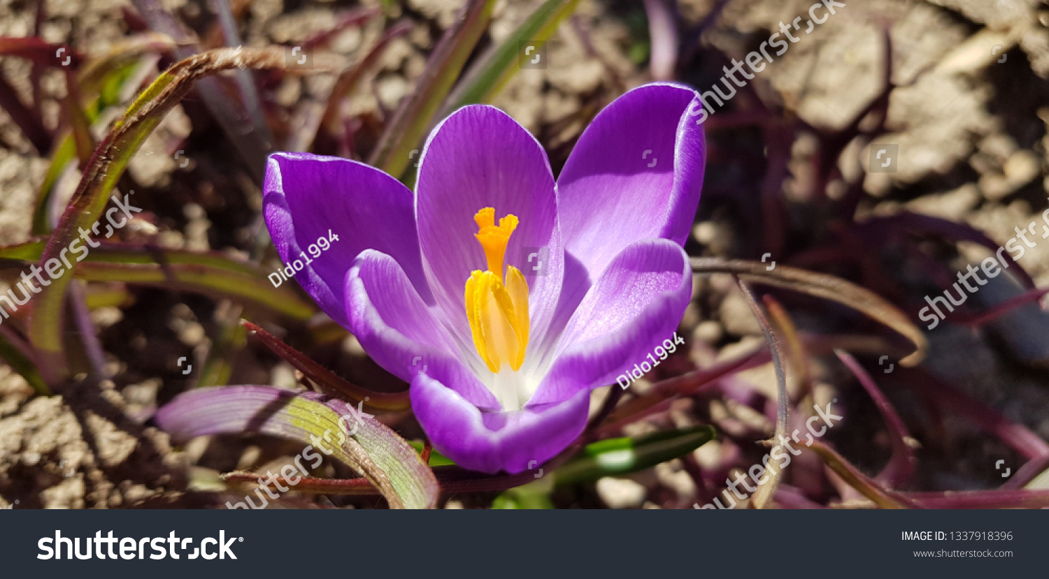 [Изображение: stock-photo-macro-photo-of-purple-crocus-1337918396.jpg]