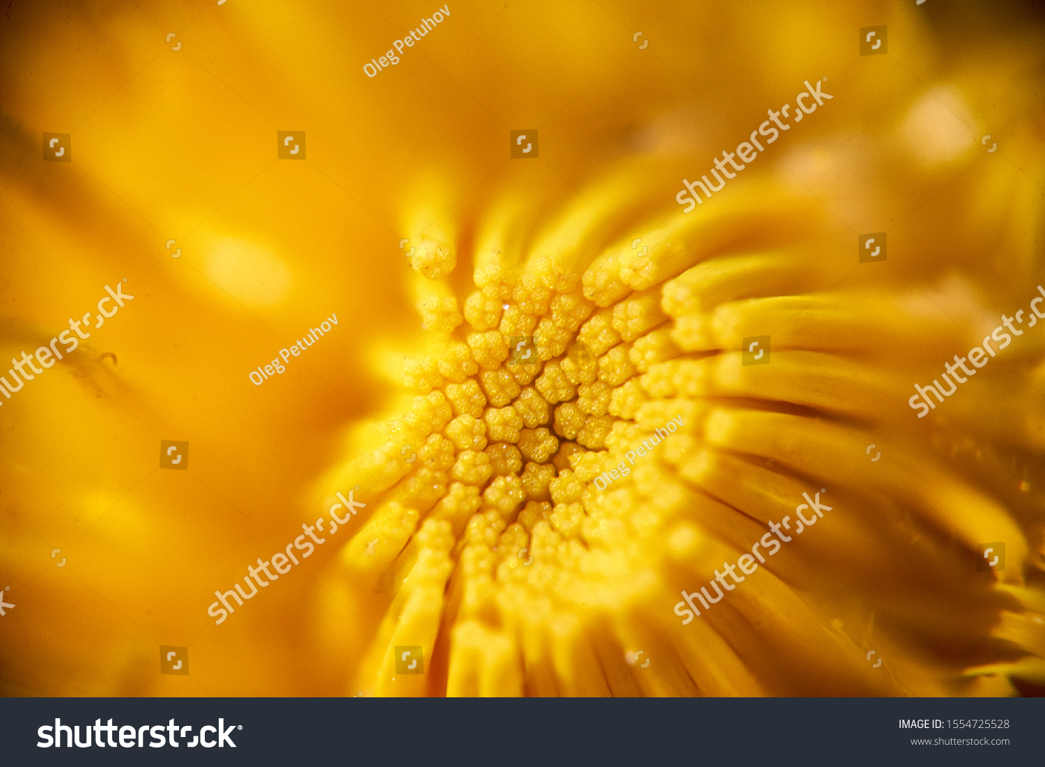 Macro Photo Yellow Flower Stock Photo 1554725528 | Shutterstock