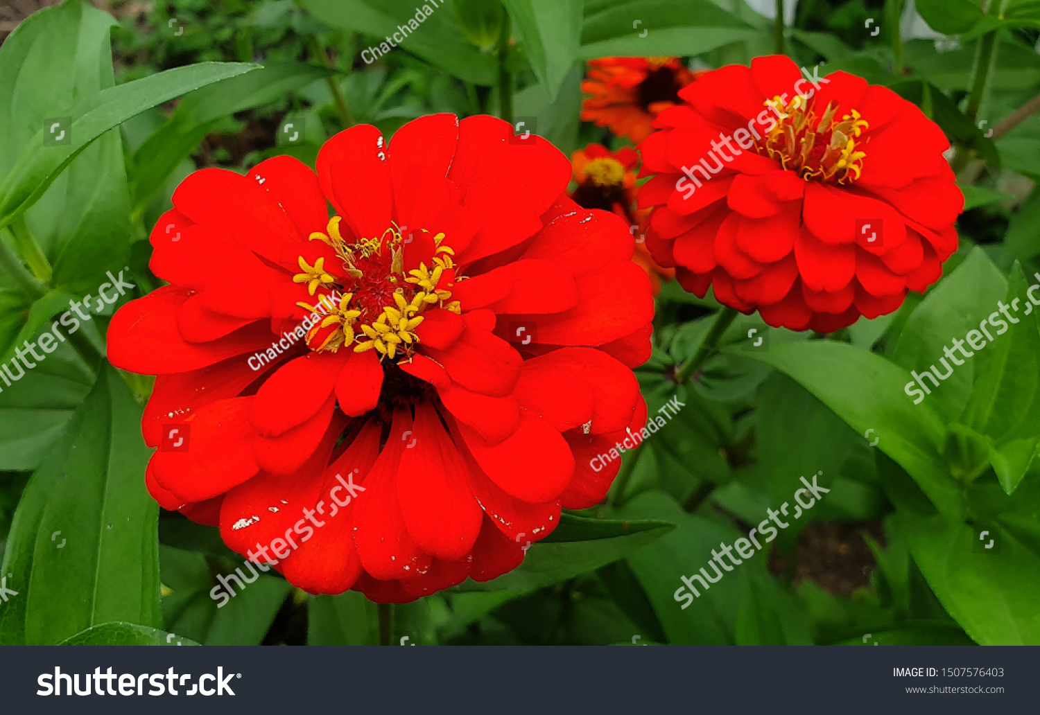 Macro Photo Zinnia Flower Background Flower Stock Photo Edit Now 1507576403