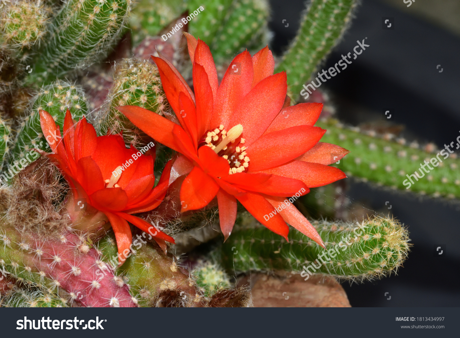 Chamaecereus silvestrii XL Kaktus mit riesigen roten Blüten Echinopsis RAR