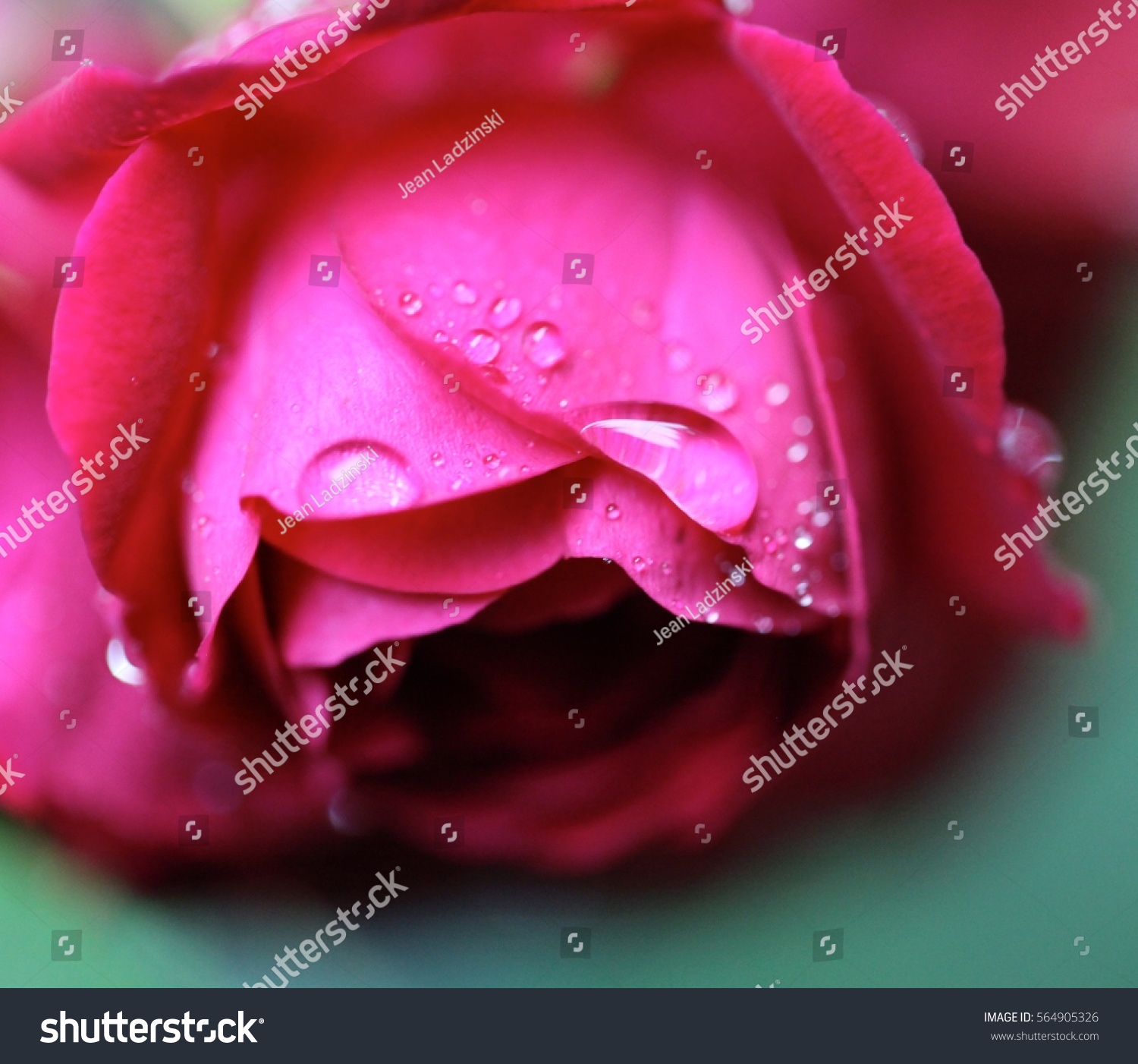 Macro Photography Pink Rose Rain Drops Stock Photo Edit Now