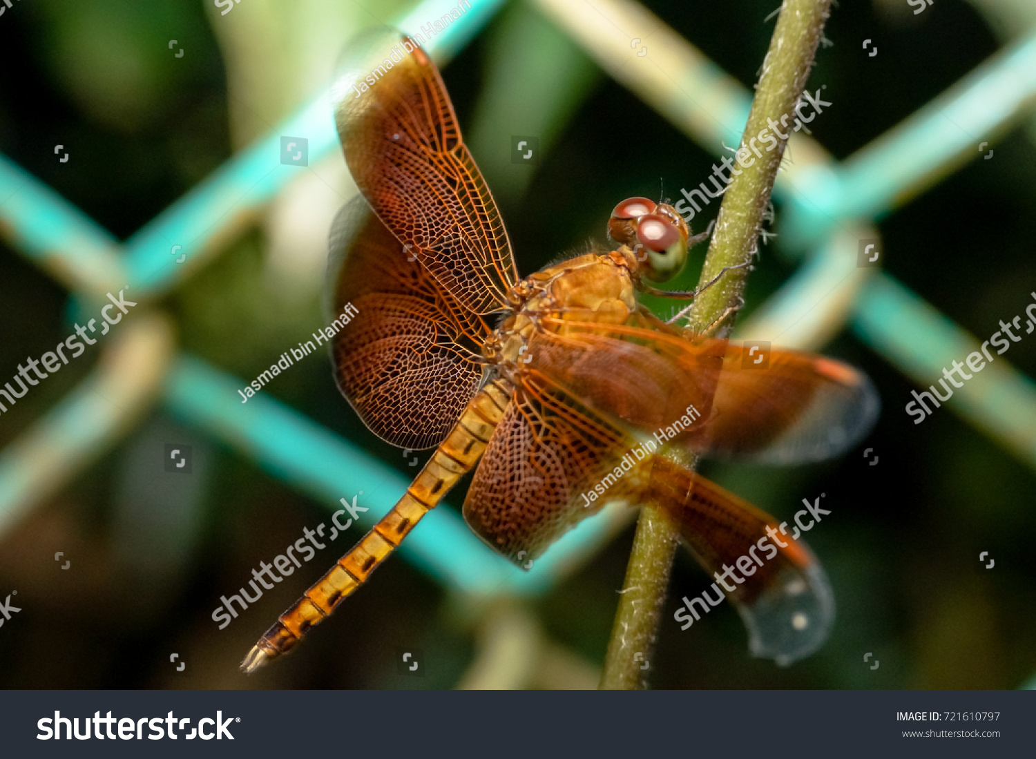 Dragonfly in malay