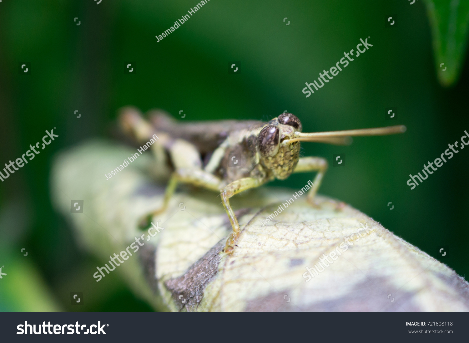 Macro Pictures Malaysia Grasshopper Stock Photo Edit Now 721608118