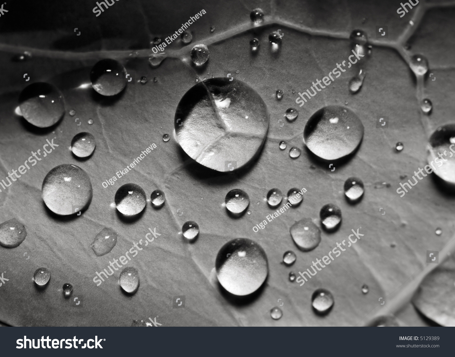 Macro Shot Rain Drops On Cabbage Stock Photo 5129389 - Shutterstock