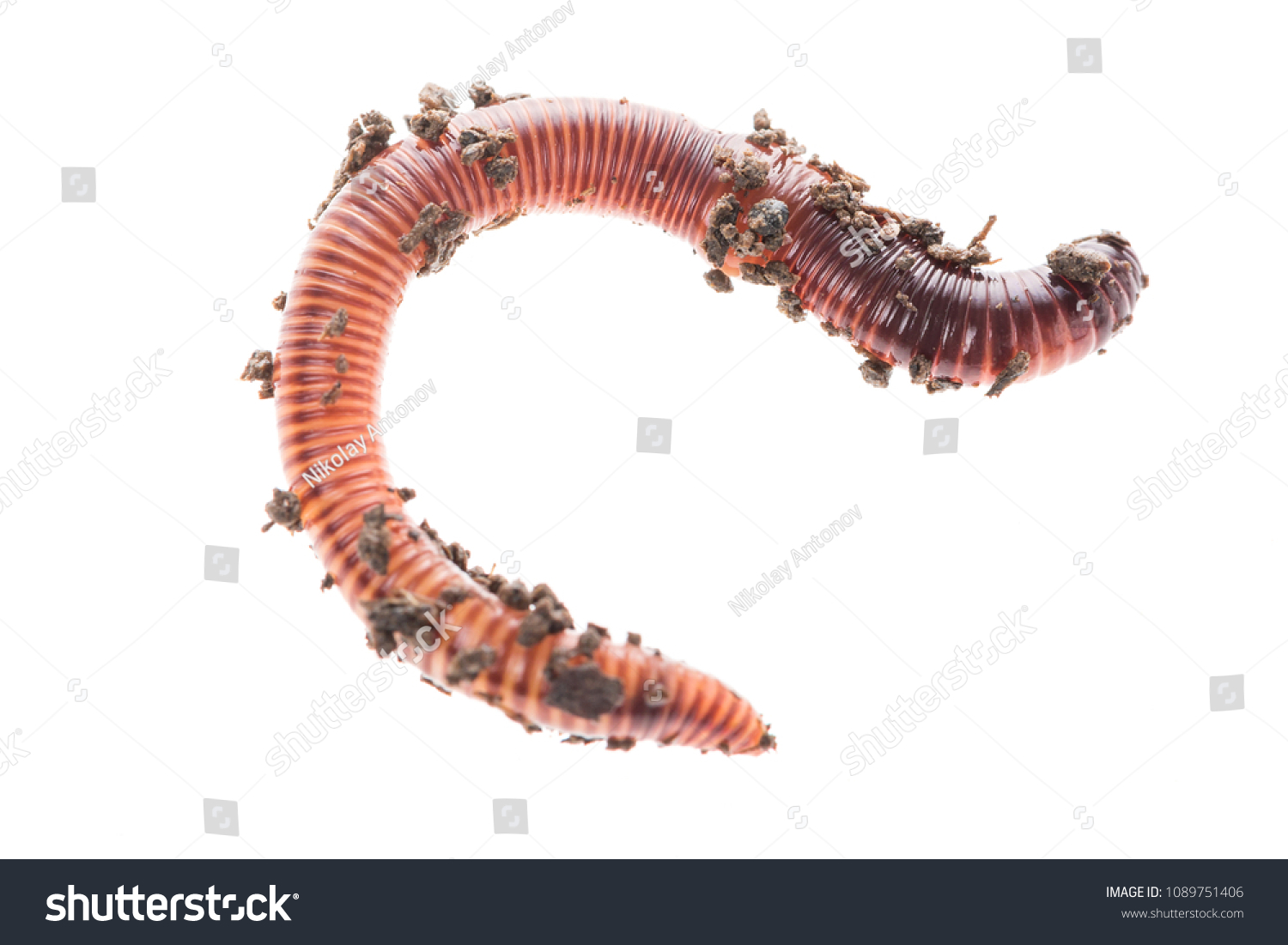 肥料に赤い虫のデンドロベナを使ったマクロショット 白い背景にミミズの生きた釣り餌 の写真素材 今すぐ編集