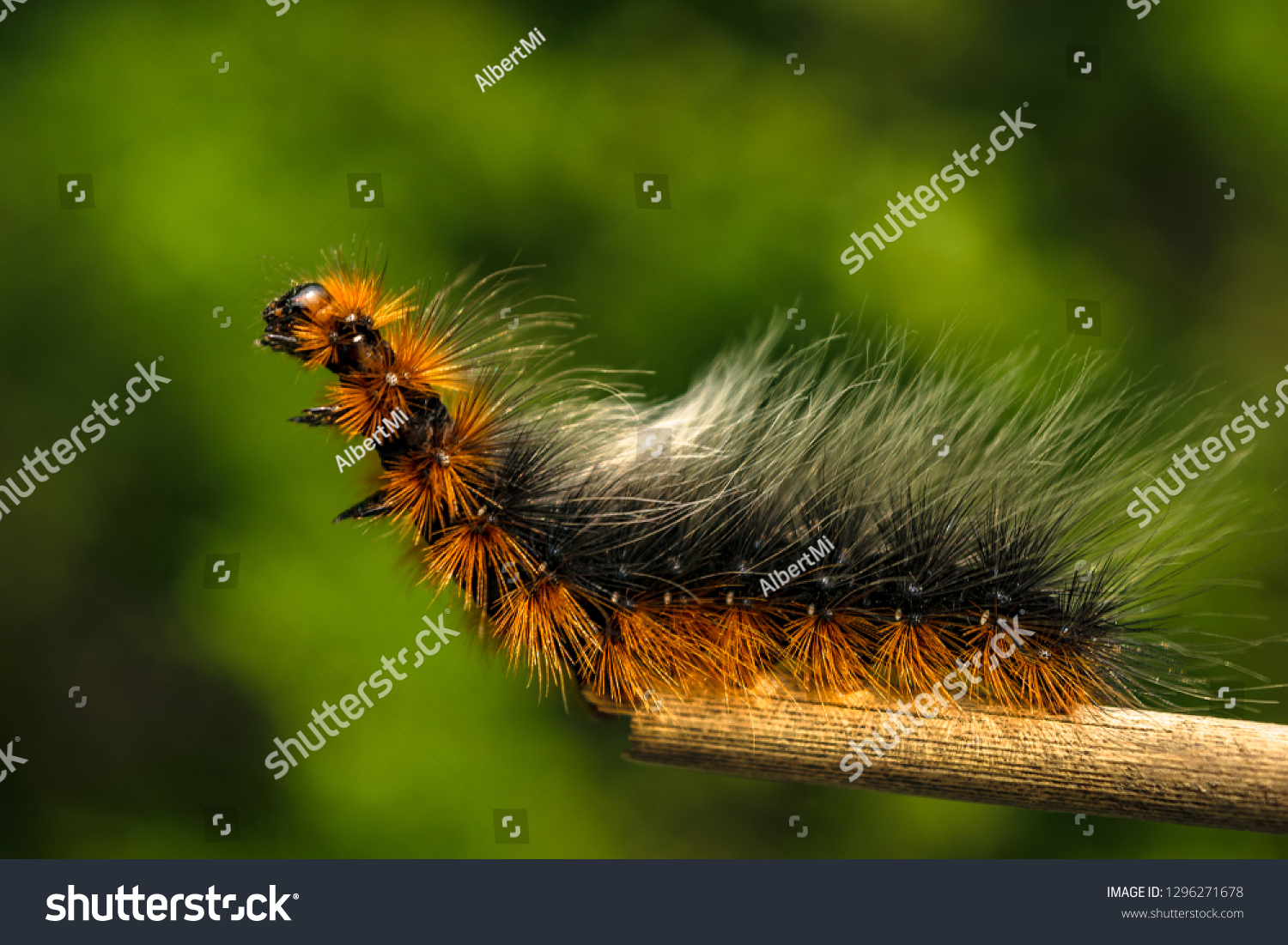 けむし Images, Stock Photos & Vectors | Shutterstock