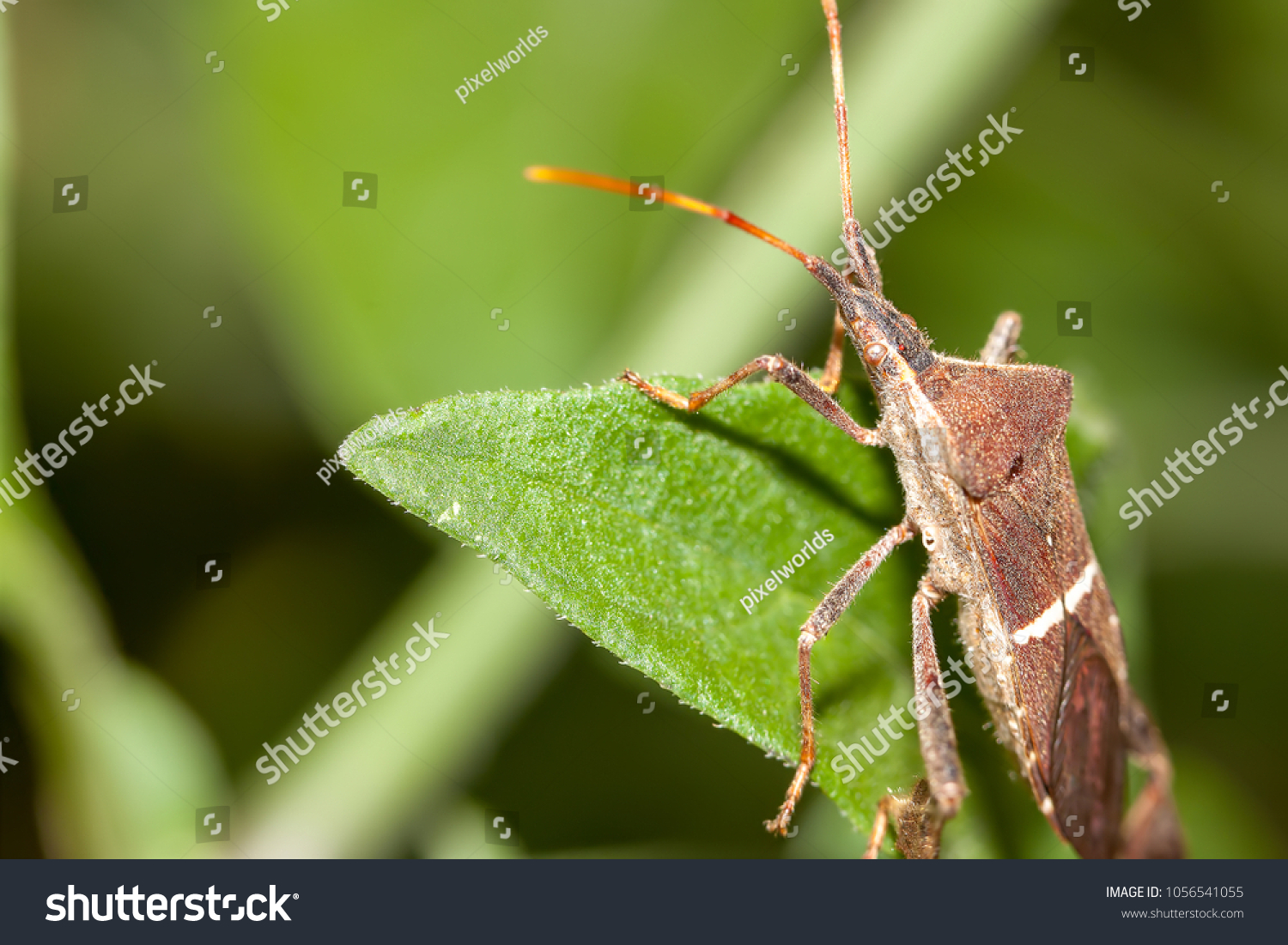 5,959 Leaf footed bug Images, Stock Photos & Vectors | Shutterstock