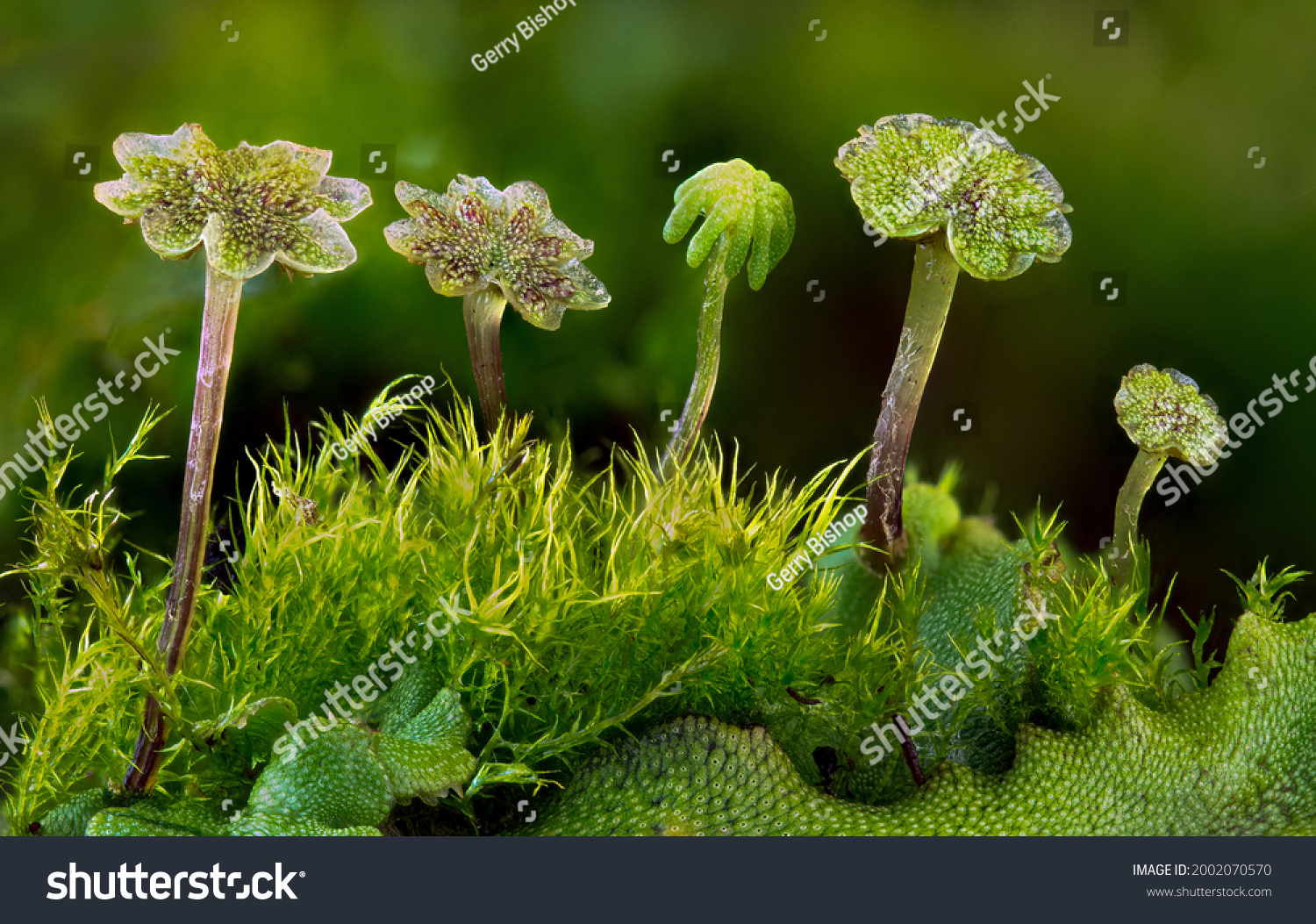 macro-view-four-flattopped-antheridiophores-male-stock-photo-2002070570