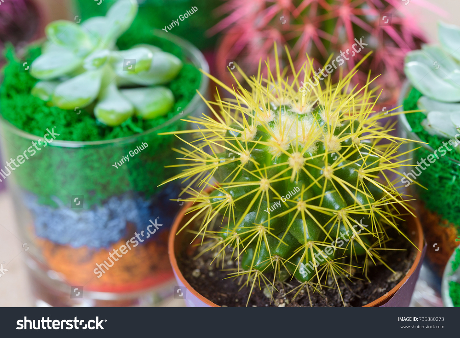 Macro View On Mini Cactus Yellow Stock Photo Edit Now 735880273