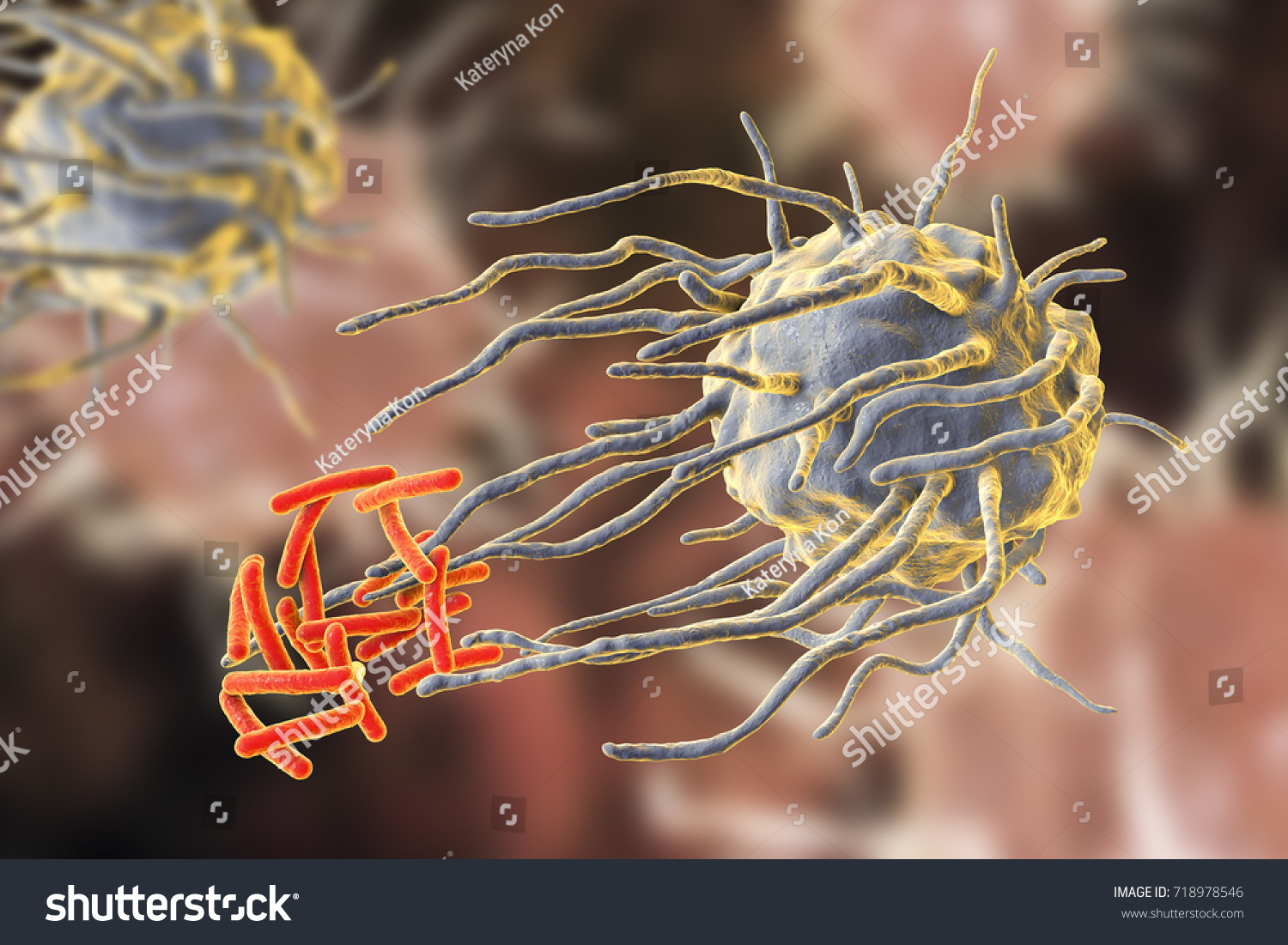 Macrophage Engulfing Tuberculosis Bacteria Mycobacterium Tuberculosis ...