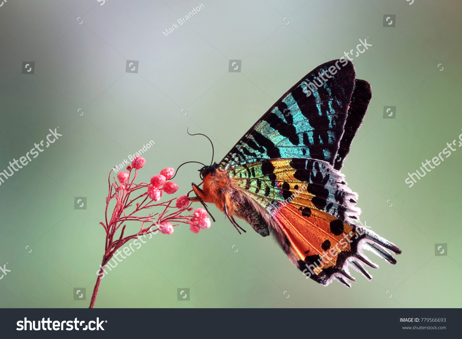 Madagascan Sunset Moth Chrysiridia Rhipheus One Stock Photo Edit Now