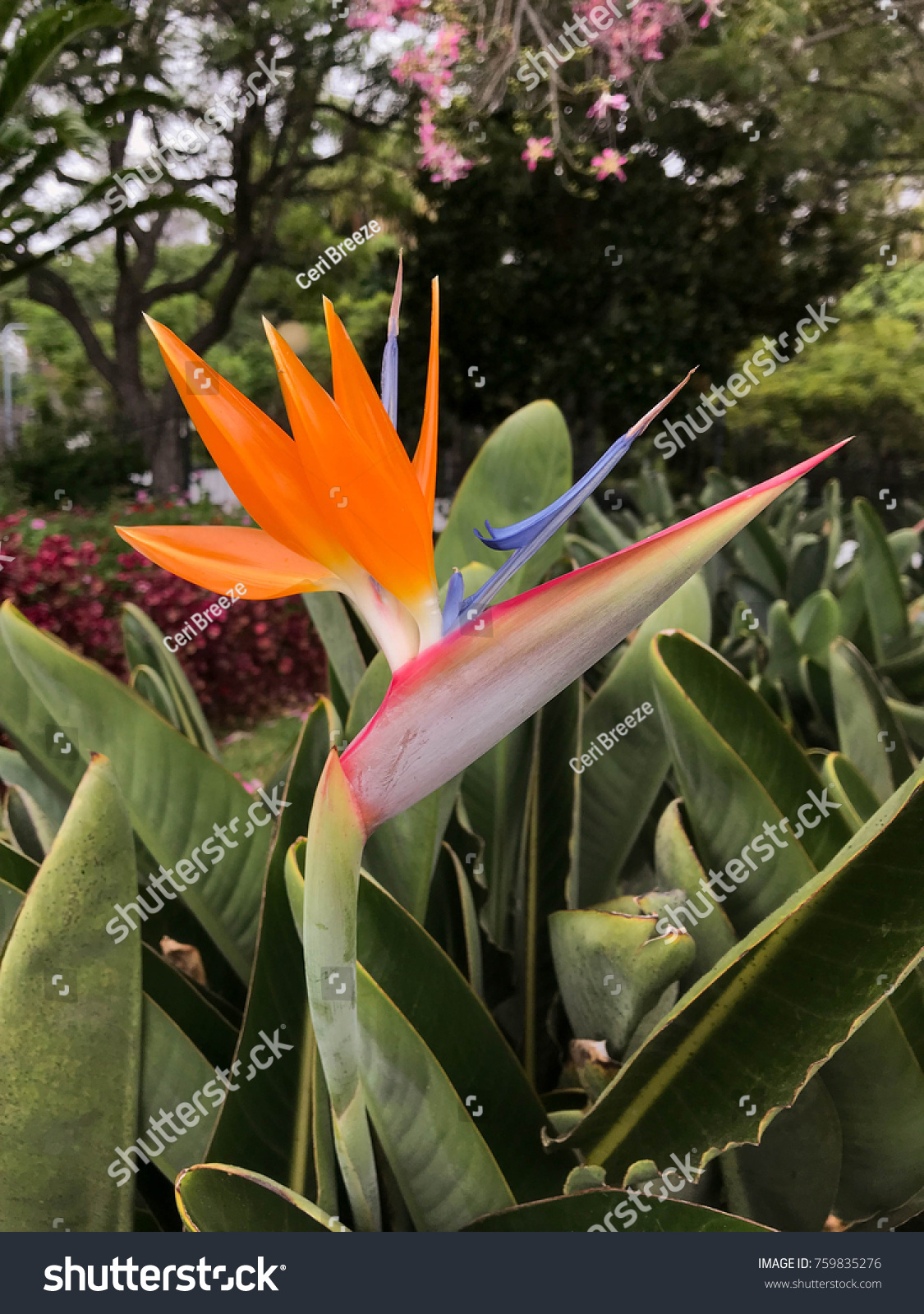 Madeira Portugal October 2017 Strelitzia National Stock Photo Edit Now 759835276