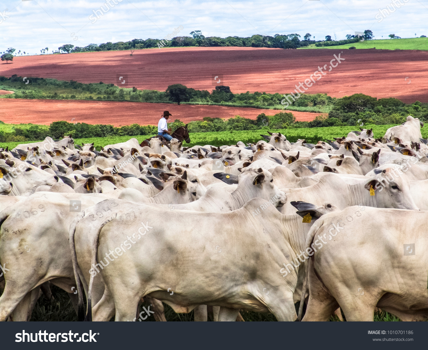Magda São Paulo fonte: image.shutterstock.com