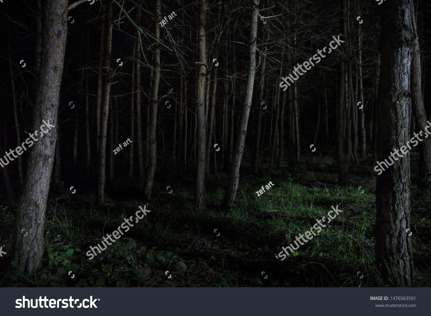 Magical Lights Sparkling Mysterious Forest Night Stock Photo Edit Now