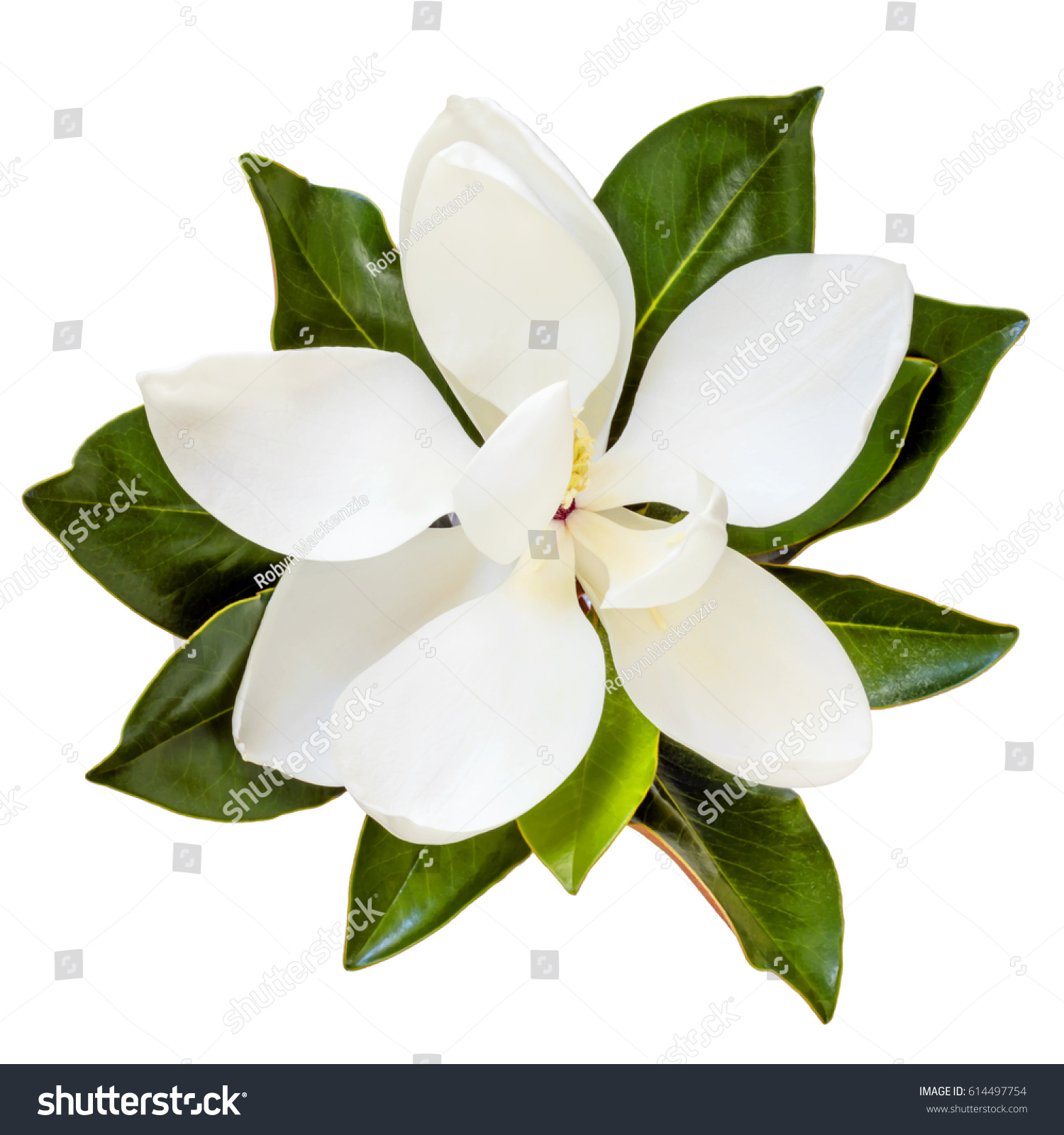 Magnolia Flower Top View Isolated On Stock Photo (Edit Now) 614497754