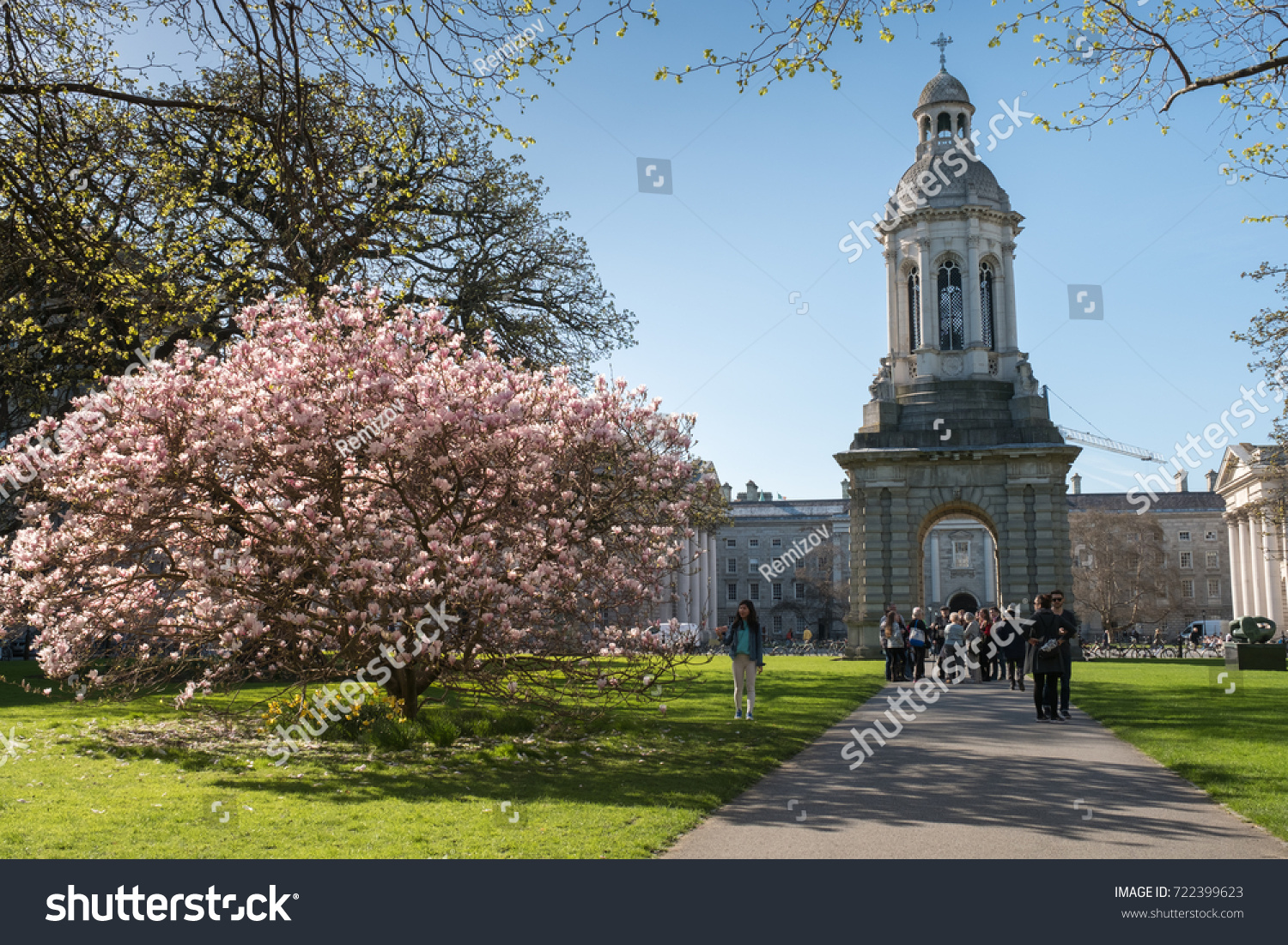 Magnolia Tree Blossoms Trinity College Dublin Stock Photo Edit Now 722399623