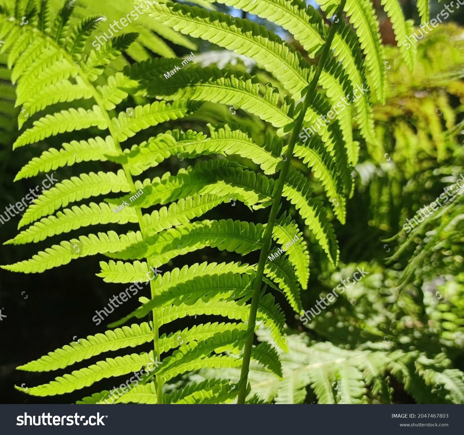 104 Mahogany Fern Images, Stock Photos & Vectors 